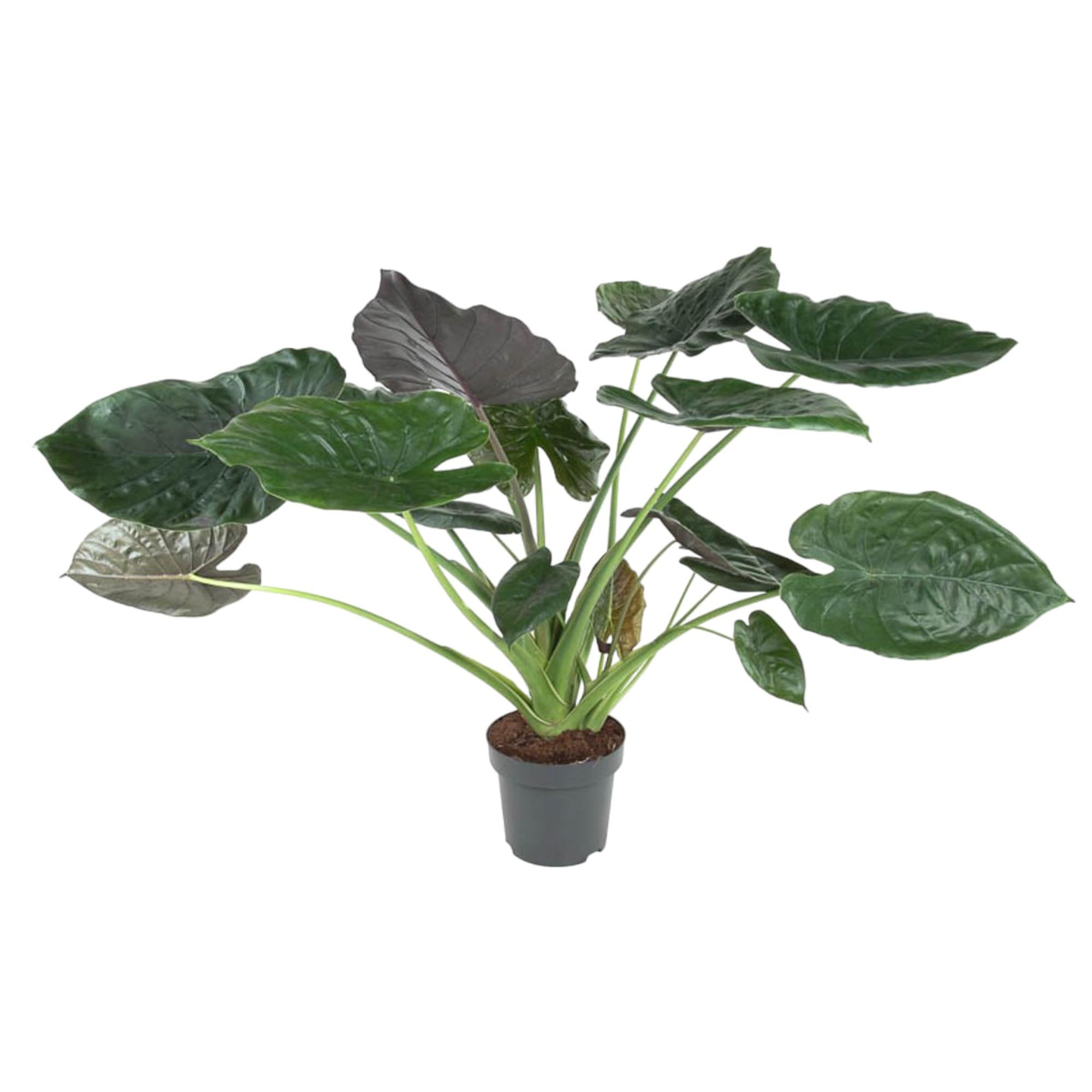 Alocasia Wentii Ø 32 H 120 cm