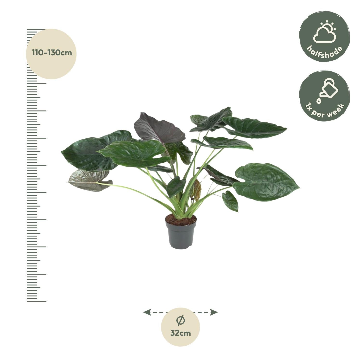 Alocasia Wentii Ø 32 H 120 cm 2