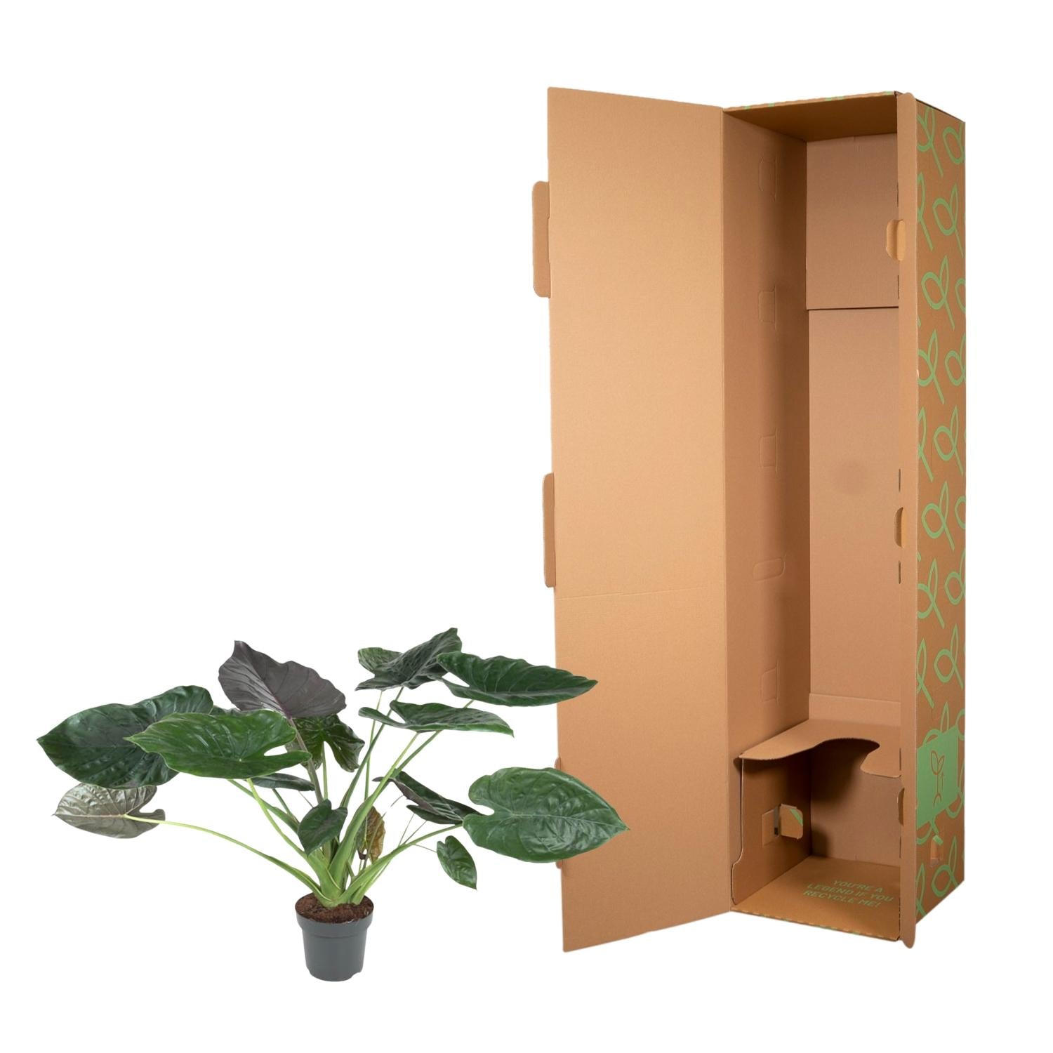 Alocasia Wentii Ø 32 H 120 cm 3