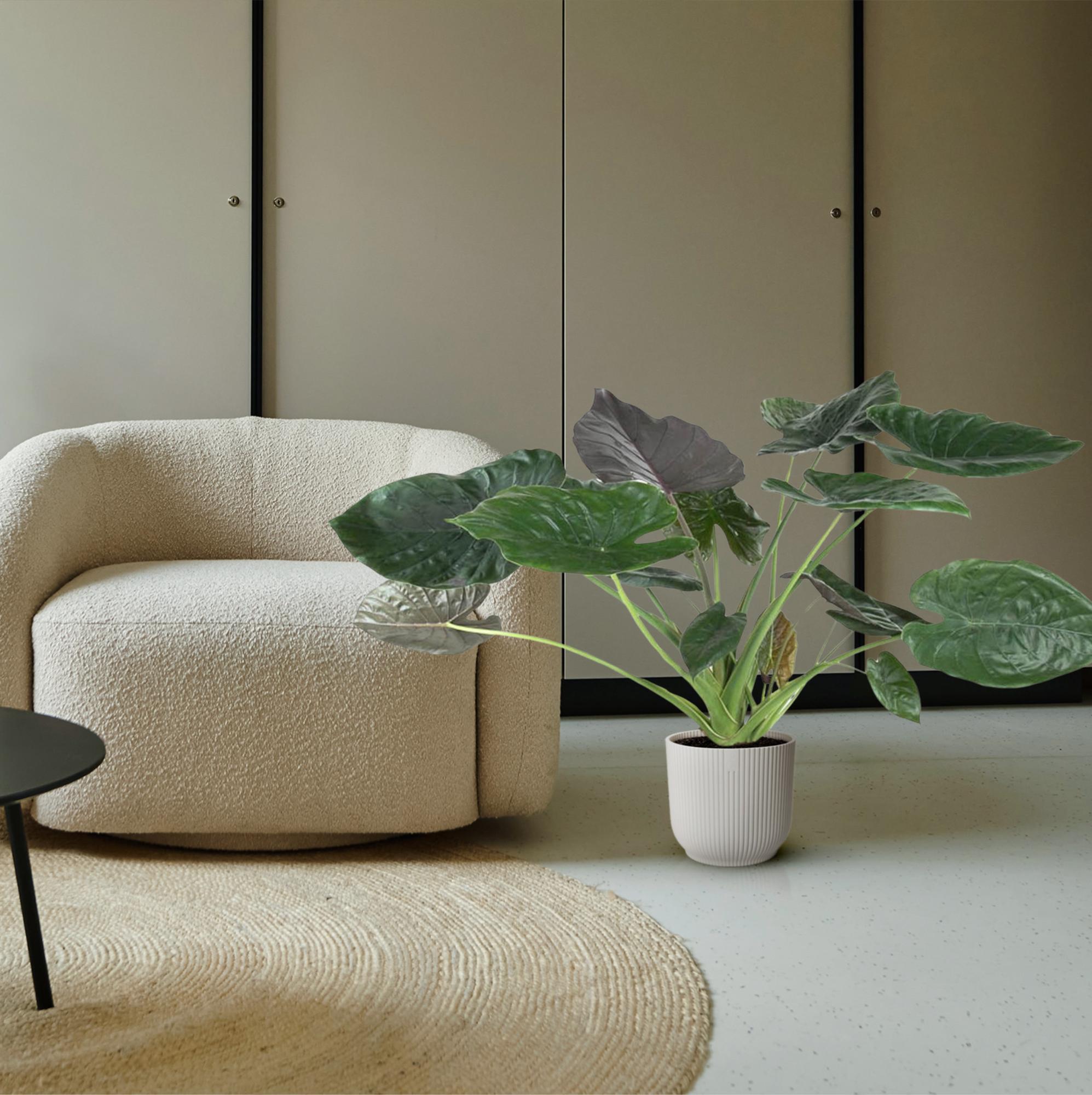 Alocasia Wentii Ø 32 H 120 cm 4