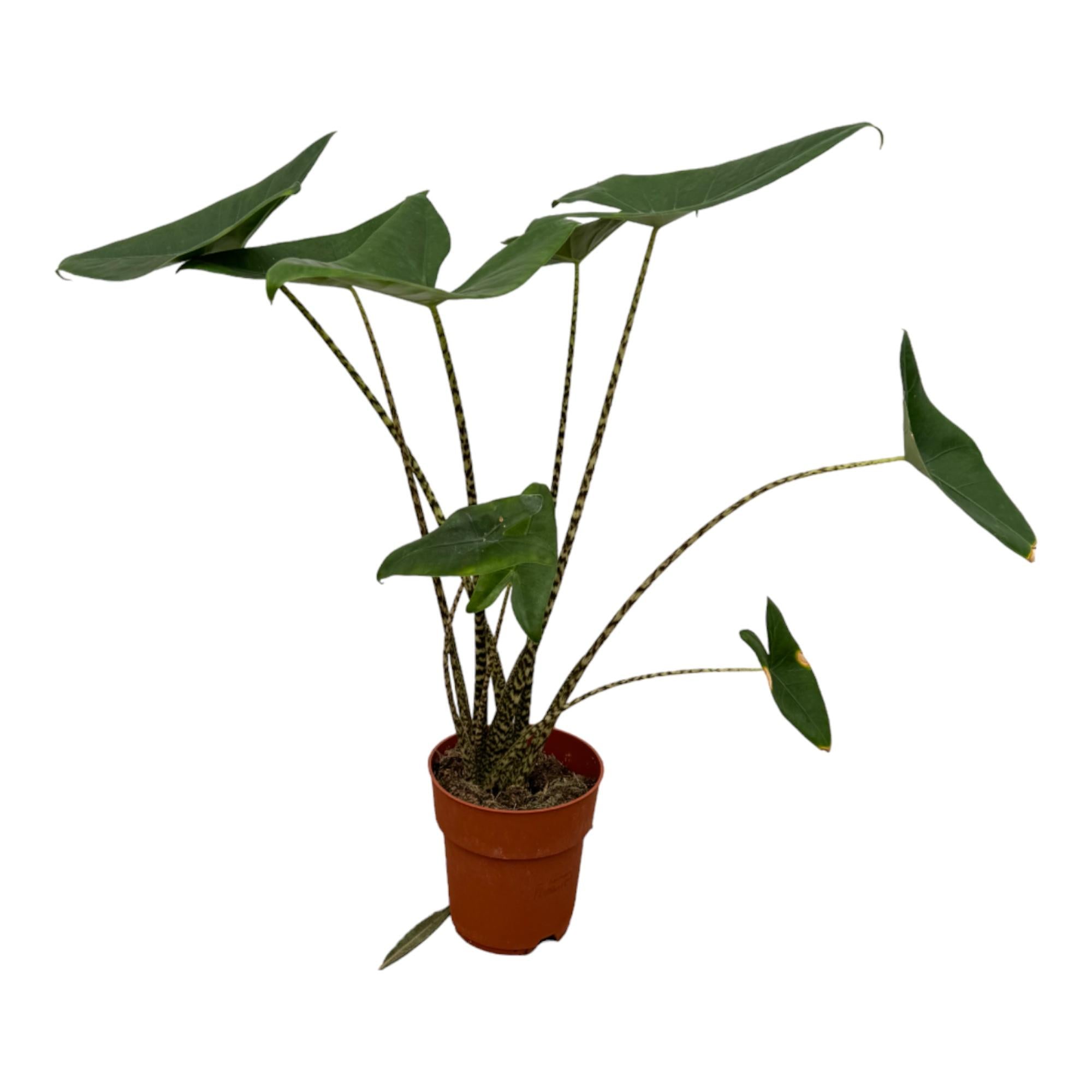 Alocasia Zebrina Ø 21 H 80 cm