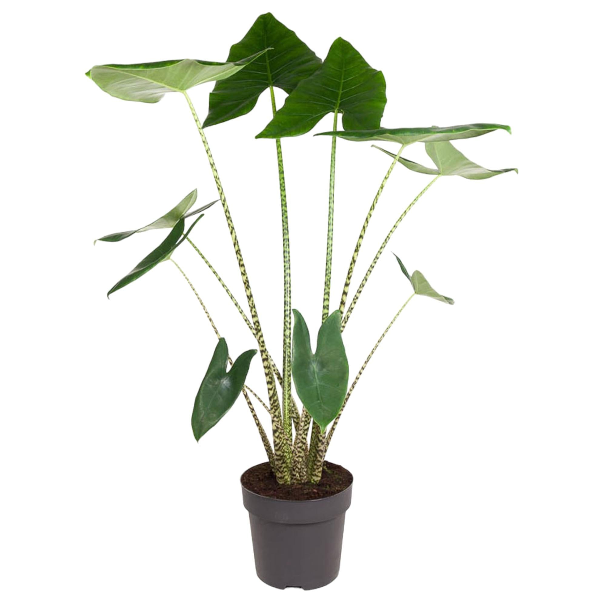Alocasia Zebrina Ø 32 H 130 cm