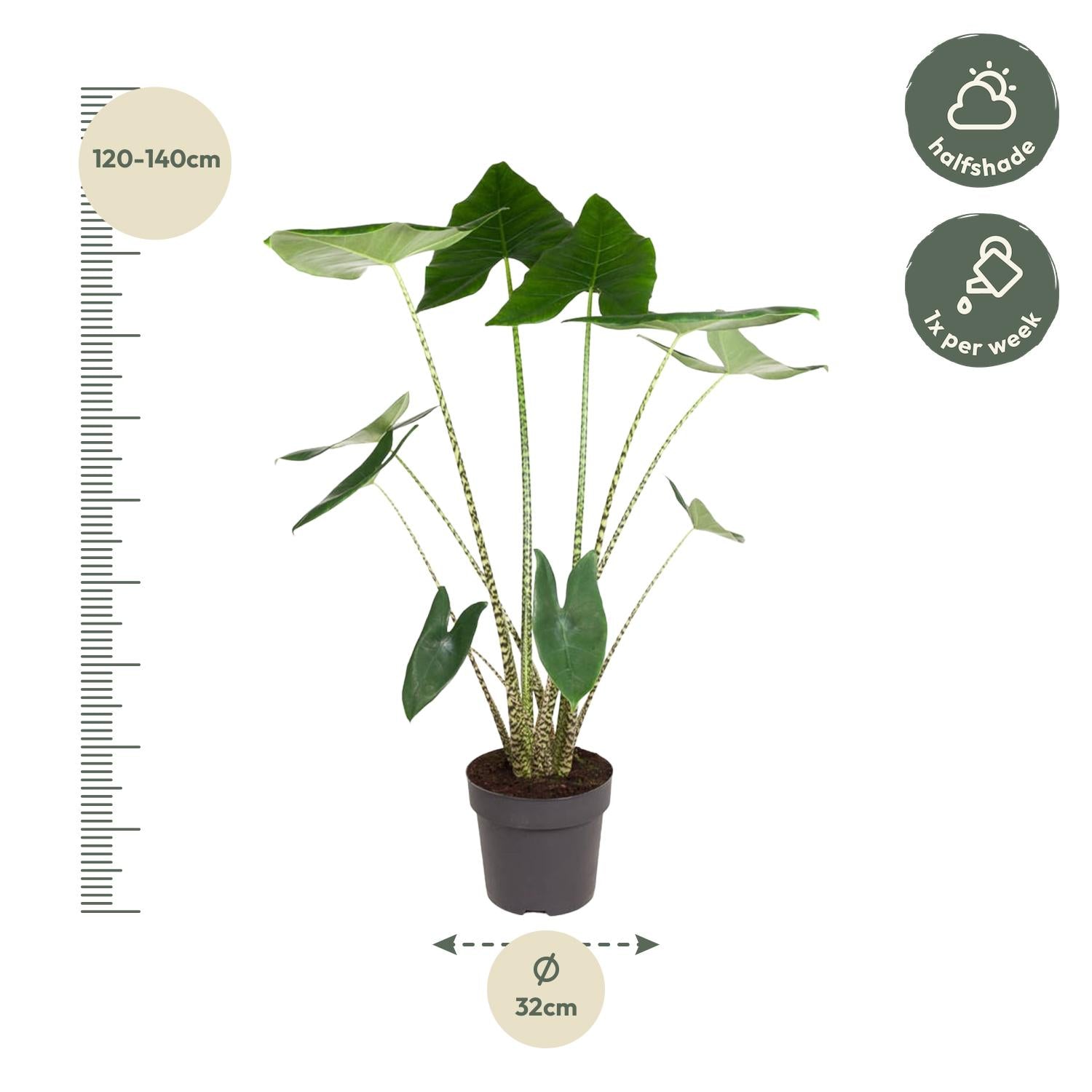 Alocasia Zebrina Ø 32 H 130 cm 2