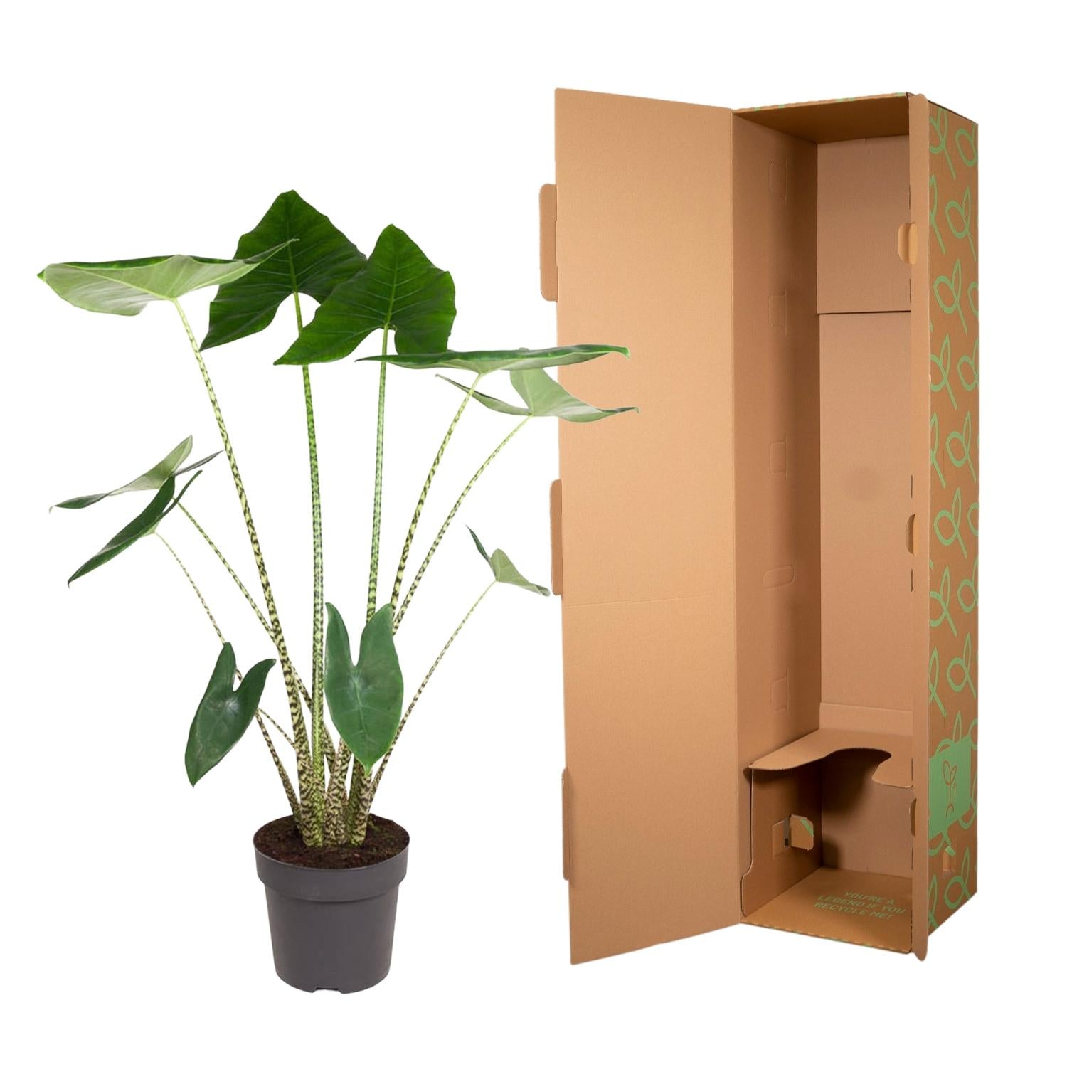 Alocasia Zebrina Ø 32 H 130 cm 3