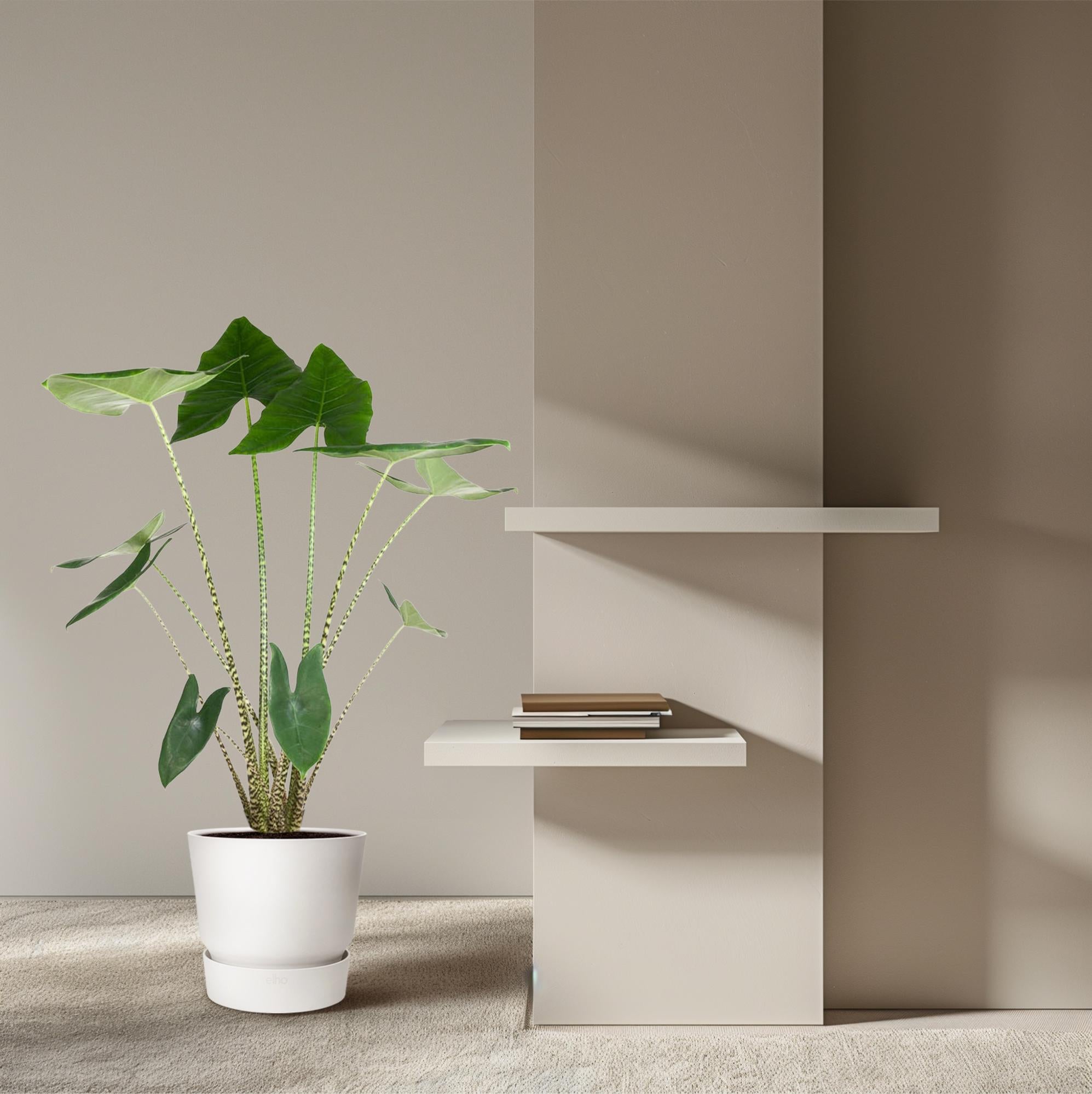 Alocasia Zebrina Ø 32 H 130 cm 4