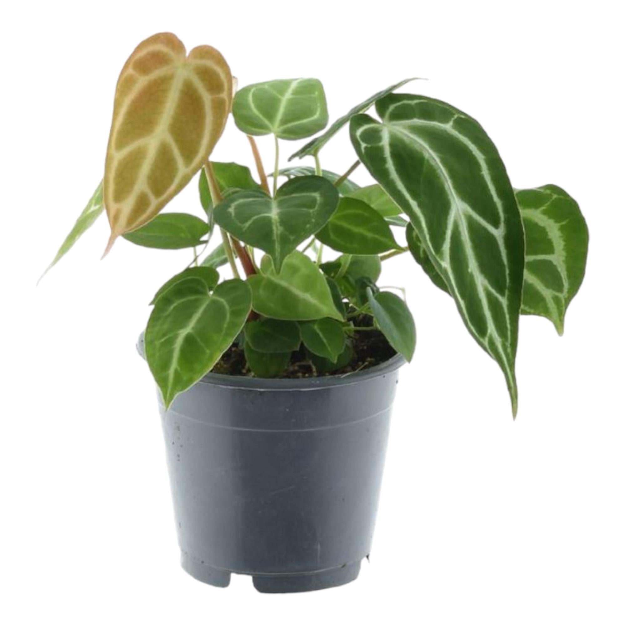 Anthurium Crystallinum Ø 12 H 35 cm