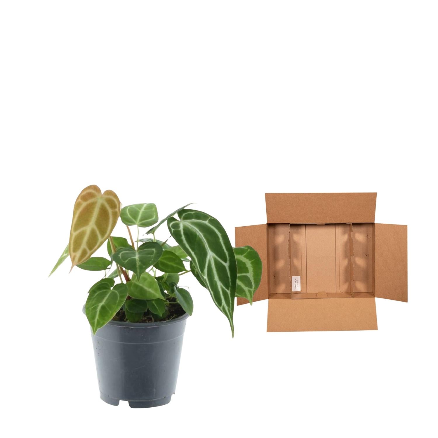 Anthurium Crystallinum Ø 12 H 35 cm 3