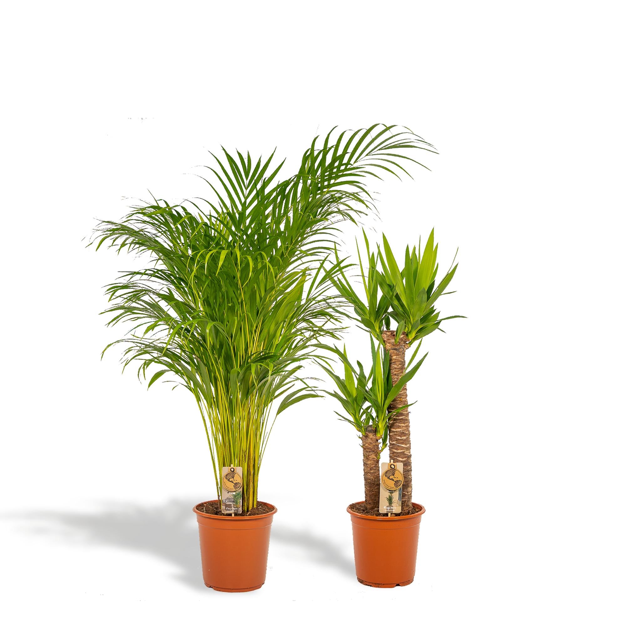 Areca Ø 24 H 130 cm en Yucca Ø 21 H 100 cm