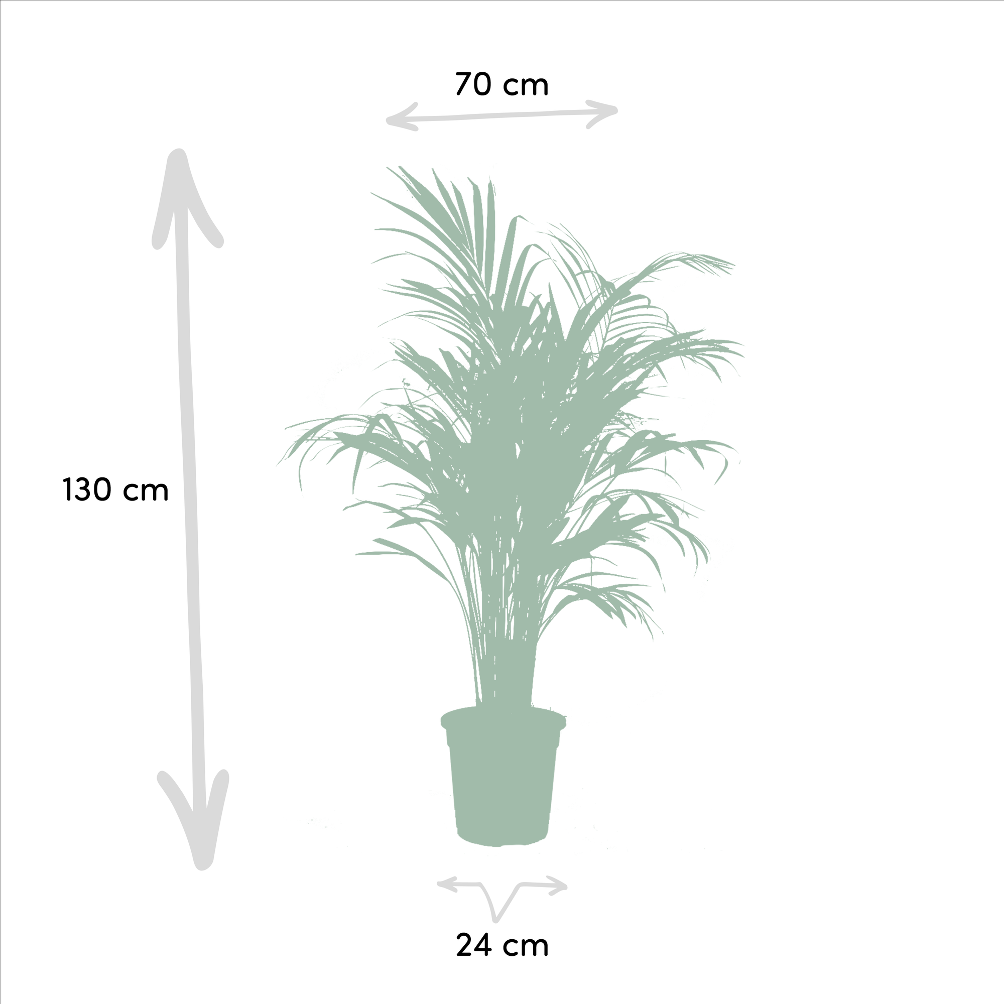 Areca Ø 24 H 130 cm en Yucca Ø 21 H 100 cm 2