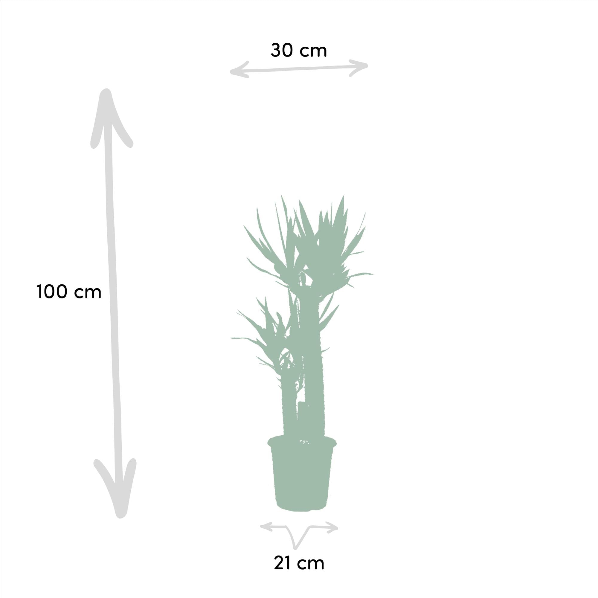 Areca Ø 24 H 130 cm en Yucca Ø 21 H 100 cm 3
