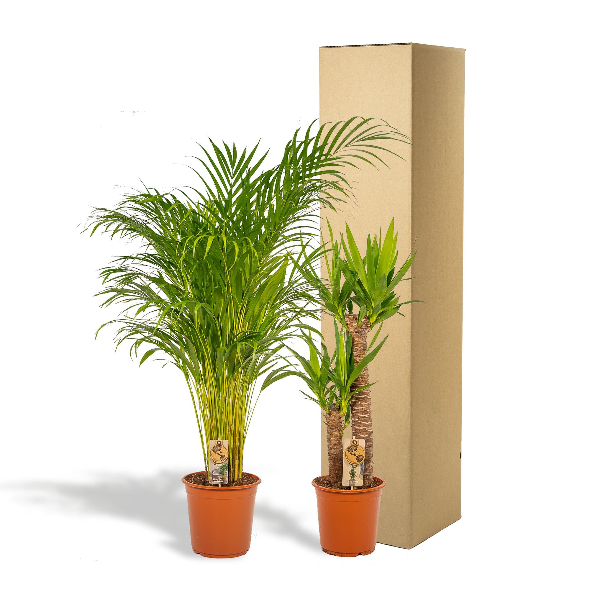 Areca Ø 24 H 130 cm en Yucca Ø 21 H 100 cm 4