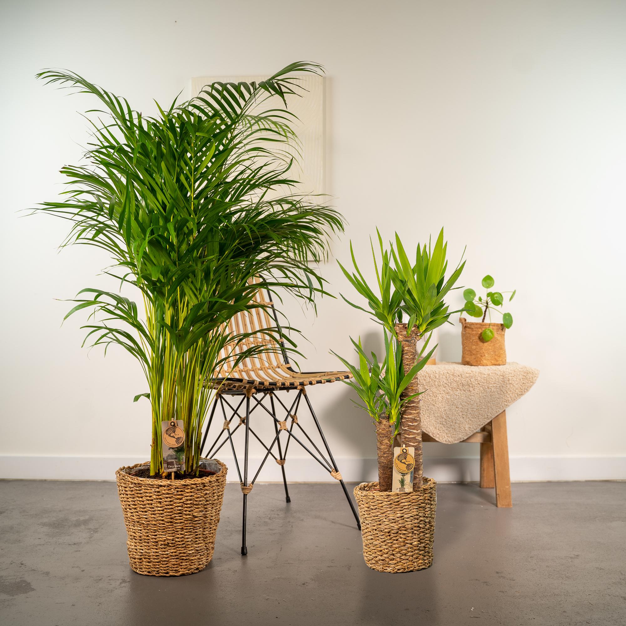 Areca Ø 24 H 130 cm en Yucca Ø 21 H 100 cm 5