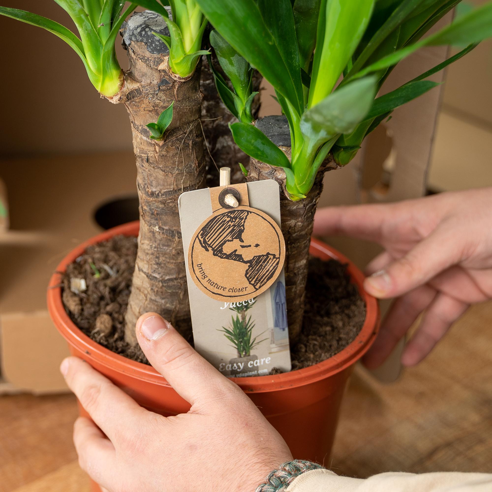 Areca Ø 24 H 130 cm en Yucca Ø 21 H 100 cm 7