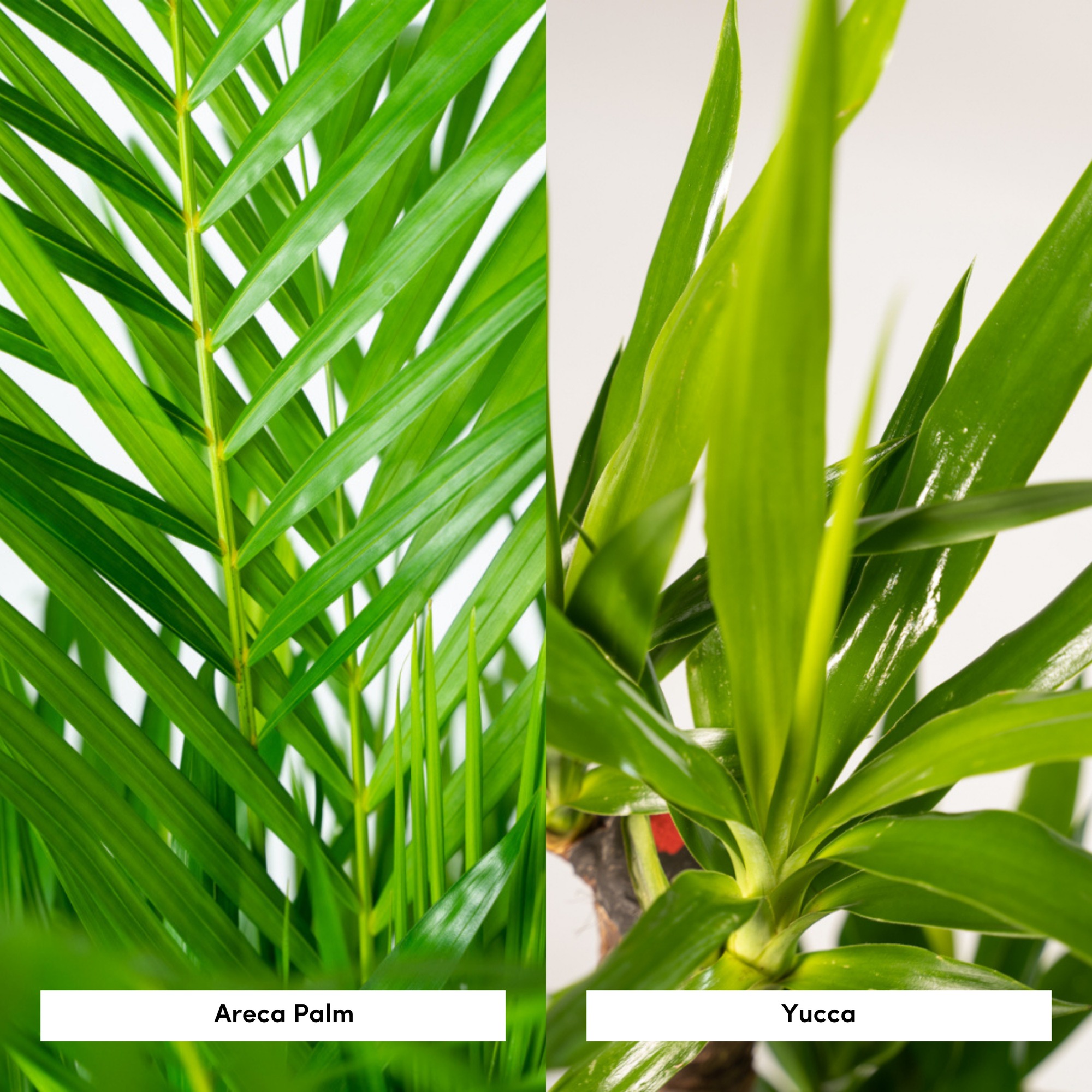 Areca Ø 24 H 130 cm en Yucca Ø 21 H 100 cm 8