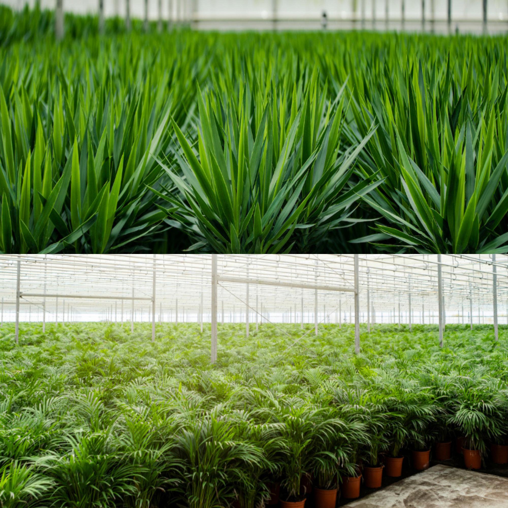 Areca Ø 24 H 130 cm en Yucca Ø 21 H 100 cm 9