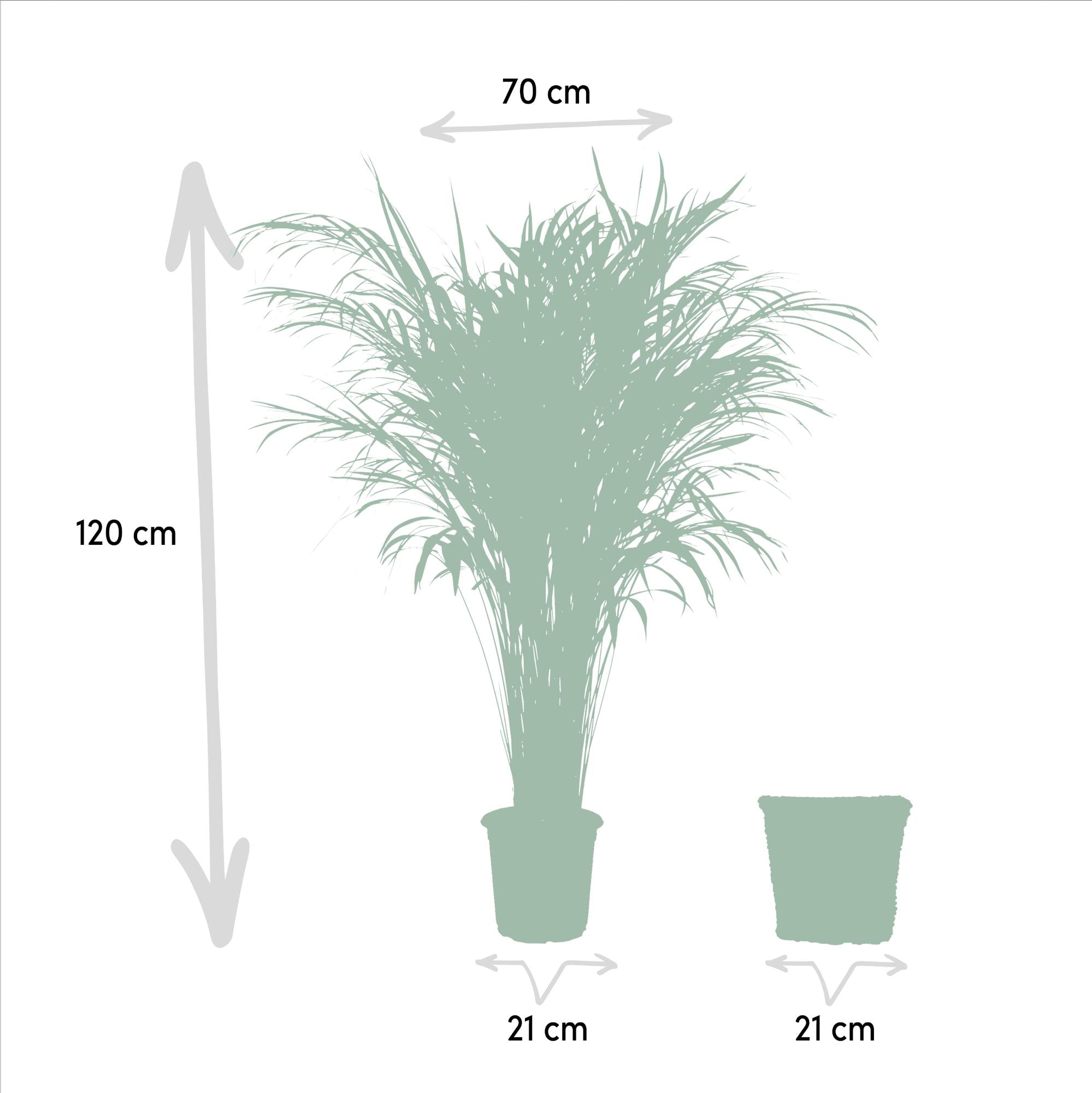 Areca Inclusief Mand Ø 21 H 110 cm 2