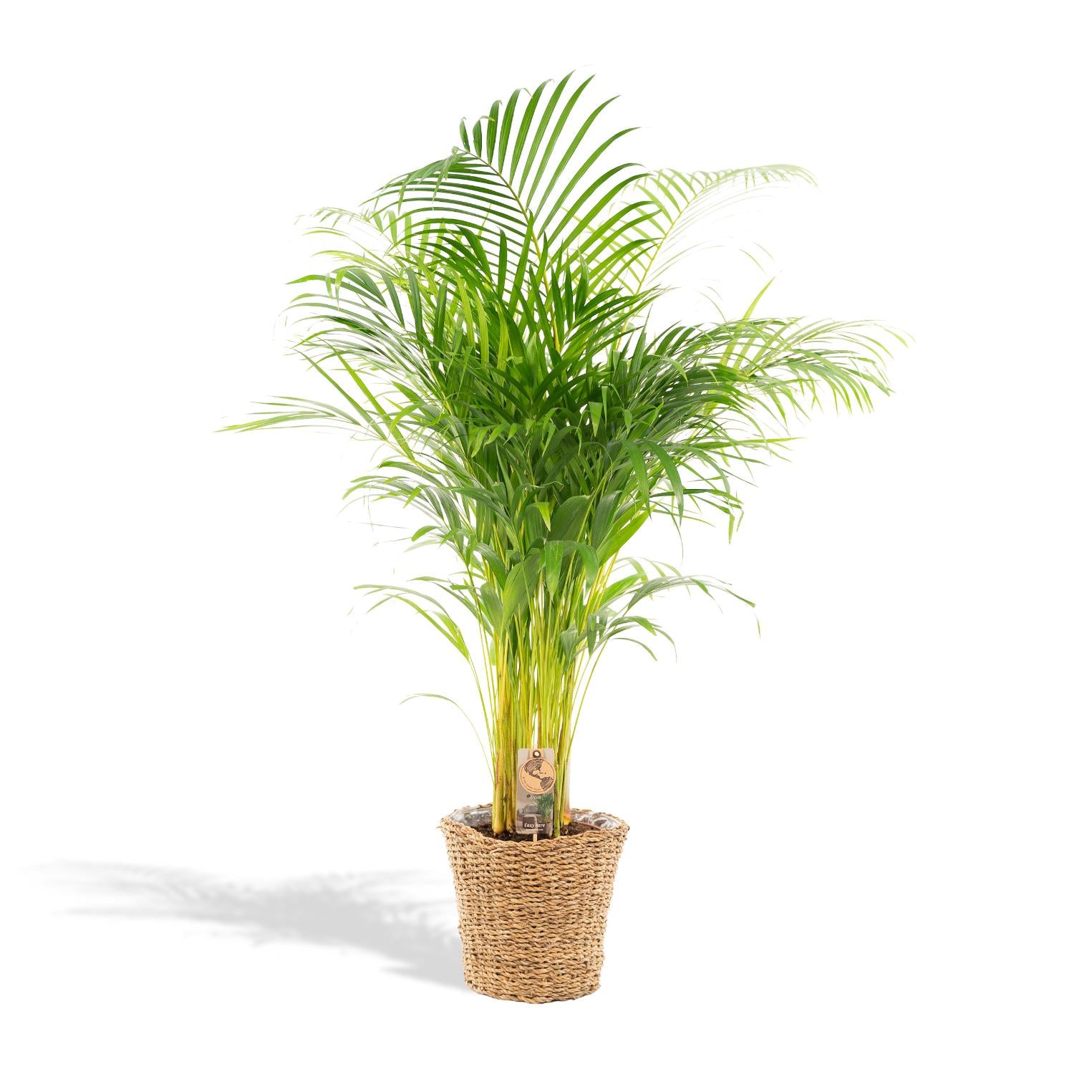 Areca Inclusief Mand Ø 24 H 130 cm