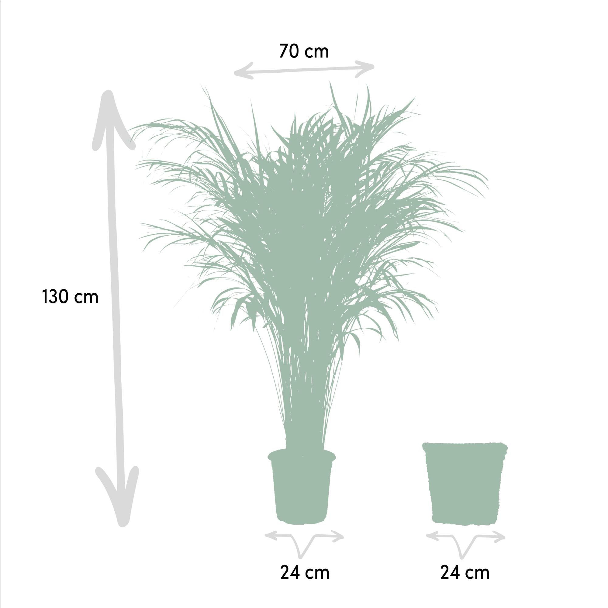Areca Inclusief Mand Ø 24 H 130 cm 2