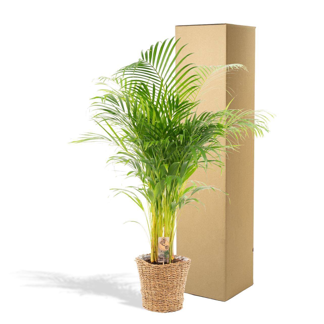 Areca Inclusief Mand Ø 24 H 130 cm 3