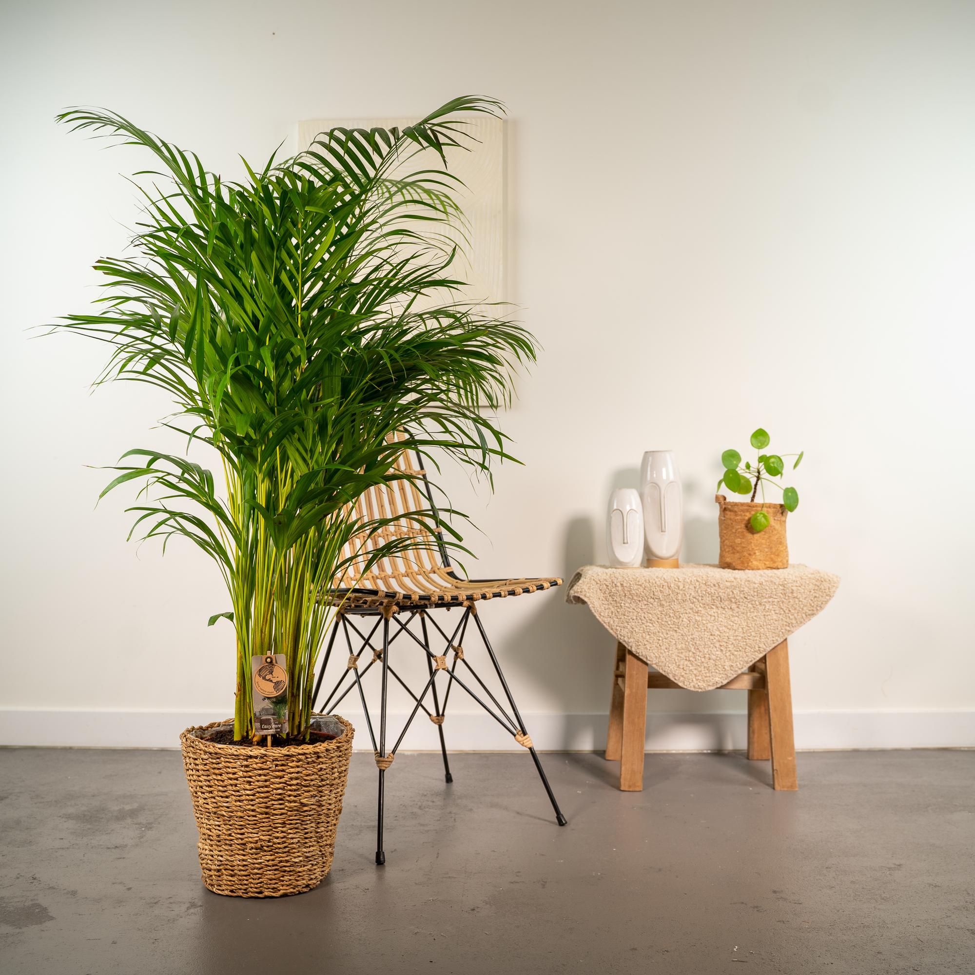 Areca Inclusief Mand Ø 24 H 130 cm 4