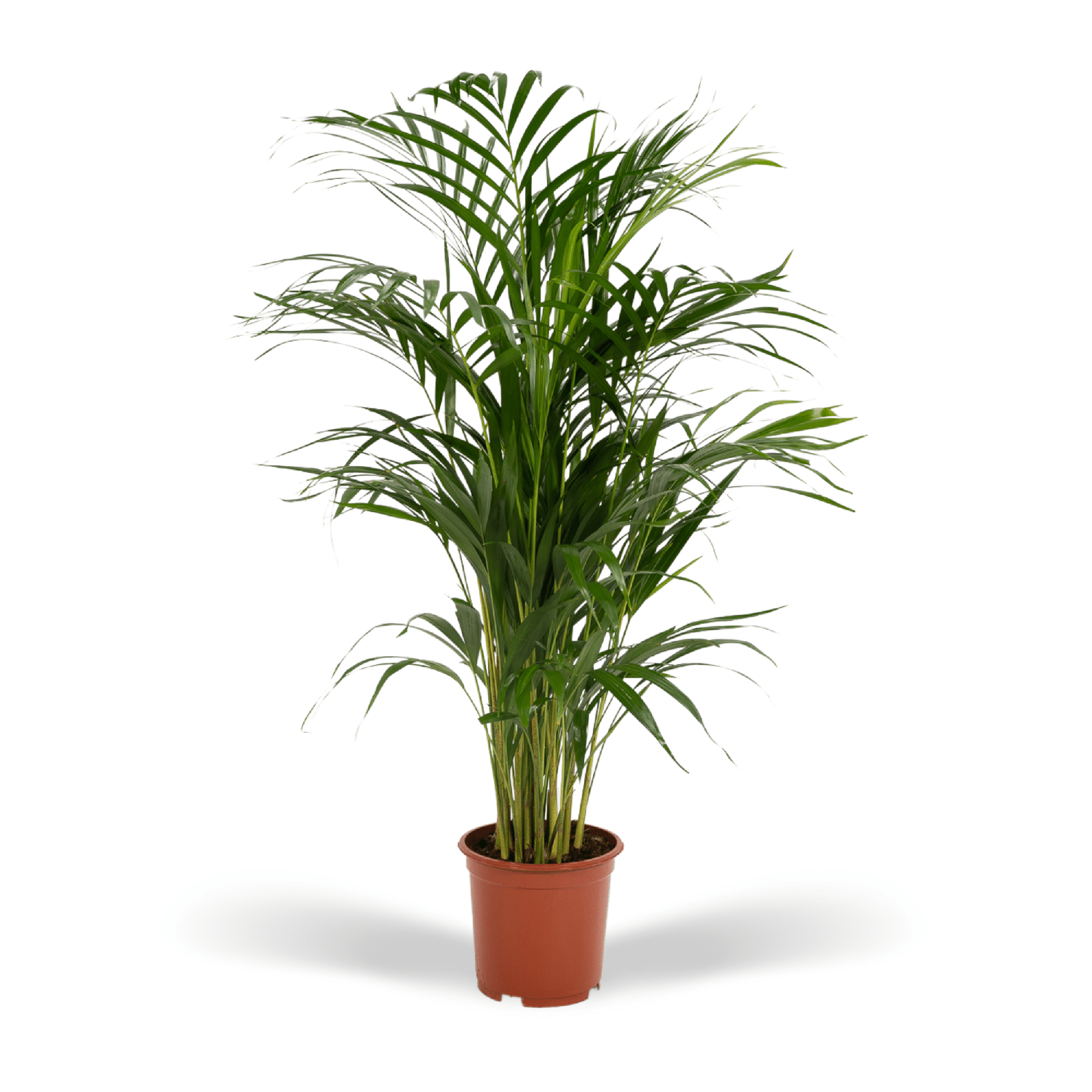 Areca Palm Ø 17 H 70 cm
