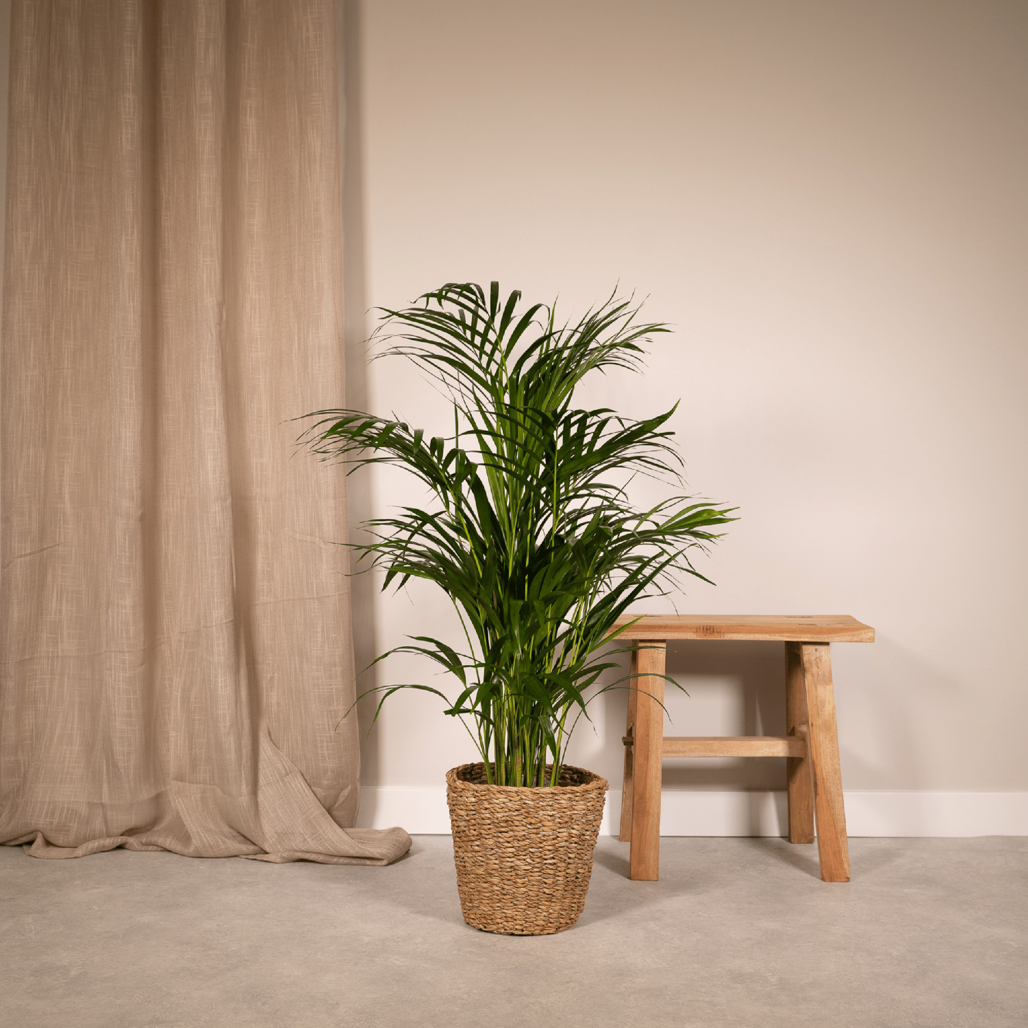 Areca Palm Ø 17 H 70 cm 2