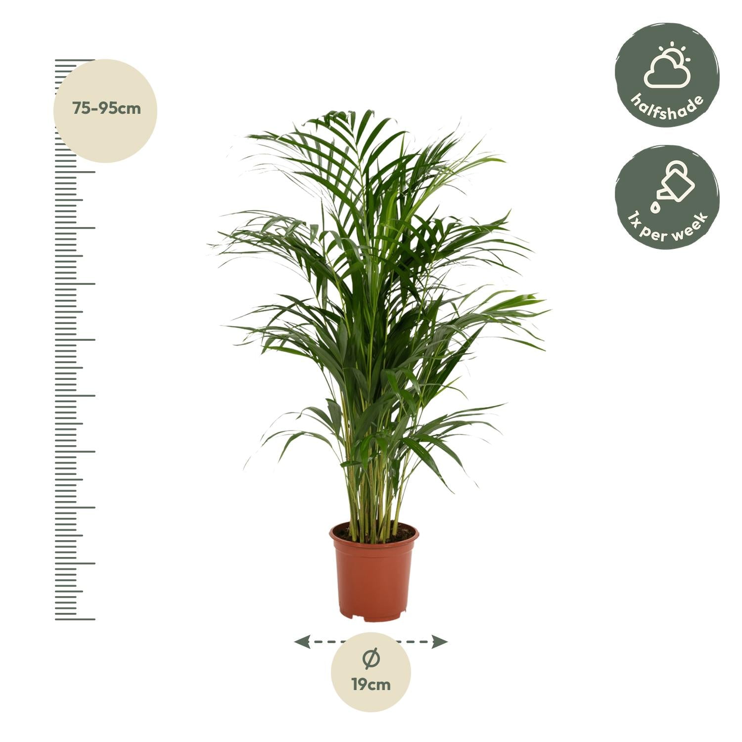 Areca Palm Ø 17 H 70 cm 4
