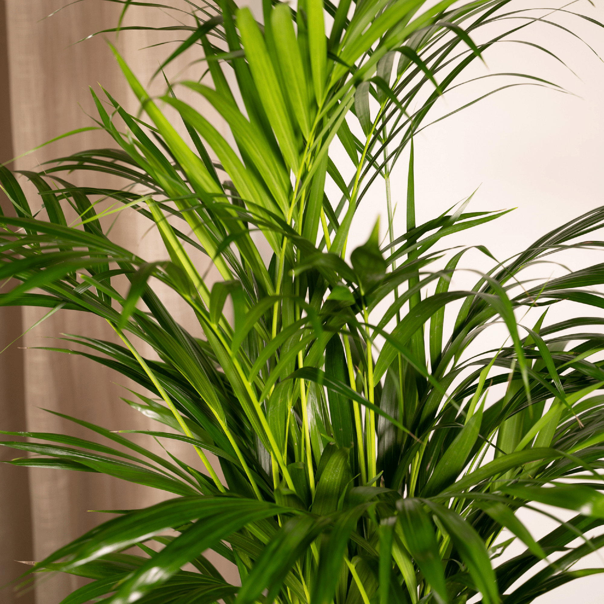 Areca Palm Ø 17 H 70 cm 7