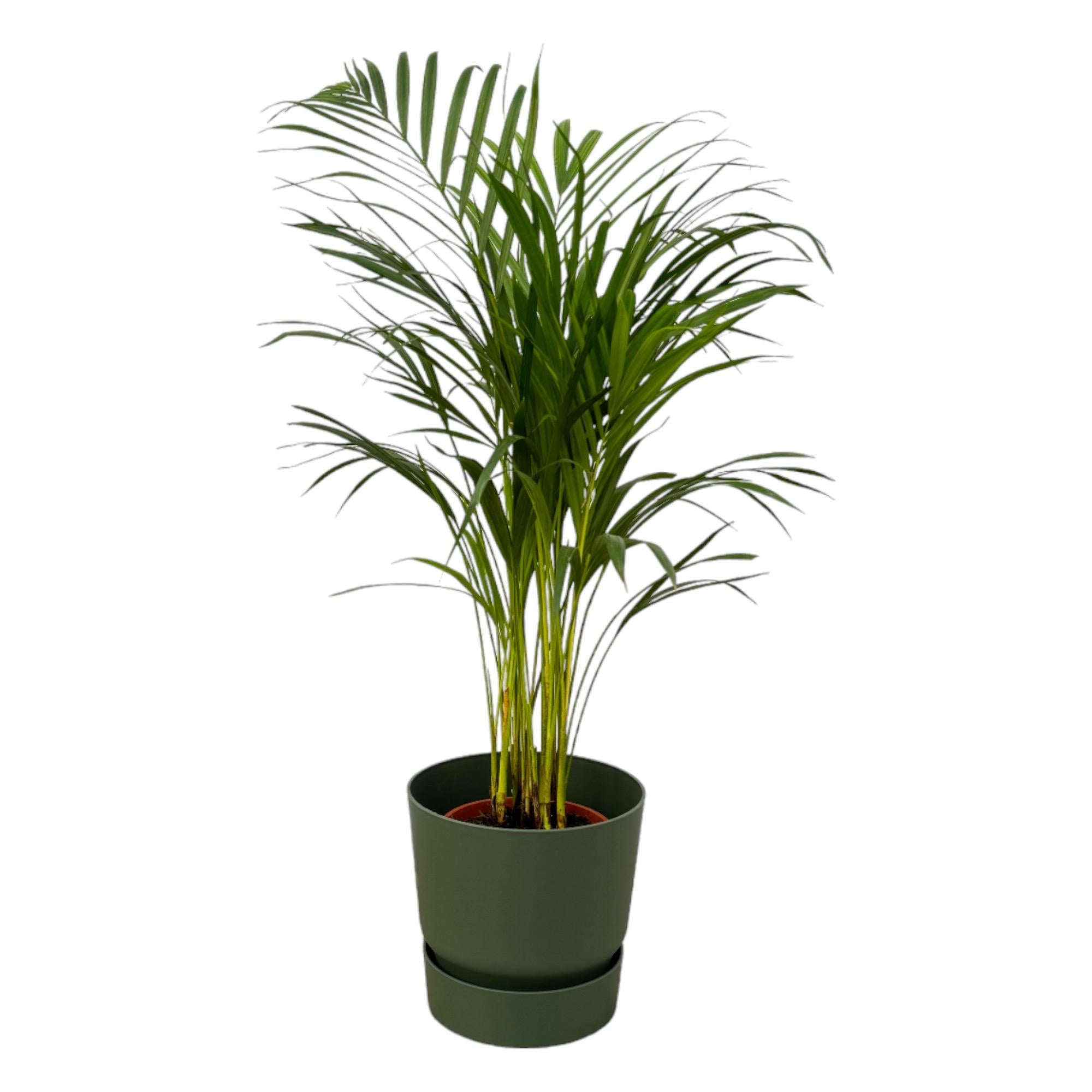 Areca Palm Ø 19 H 85 cm Inclusief Elho Greenville Round Groen Ø 24 H 23 cm