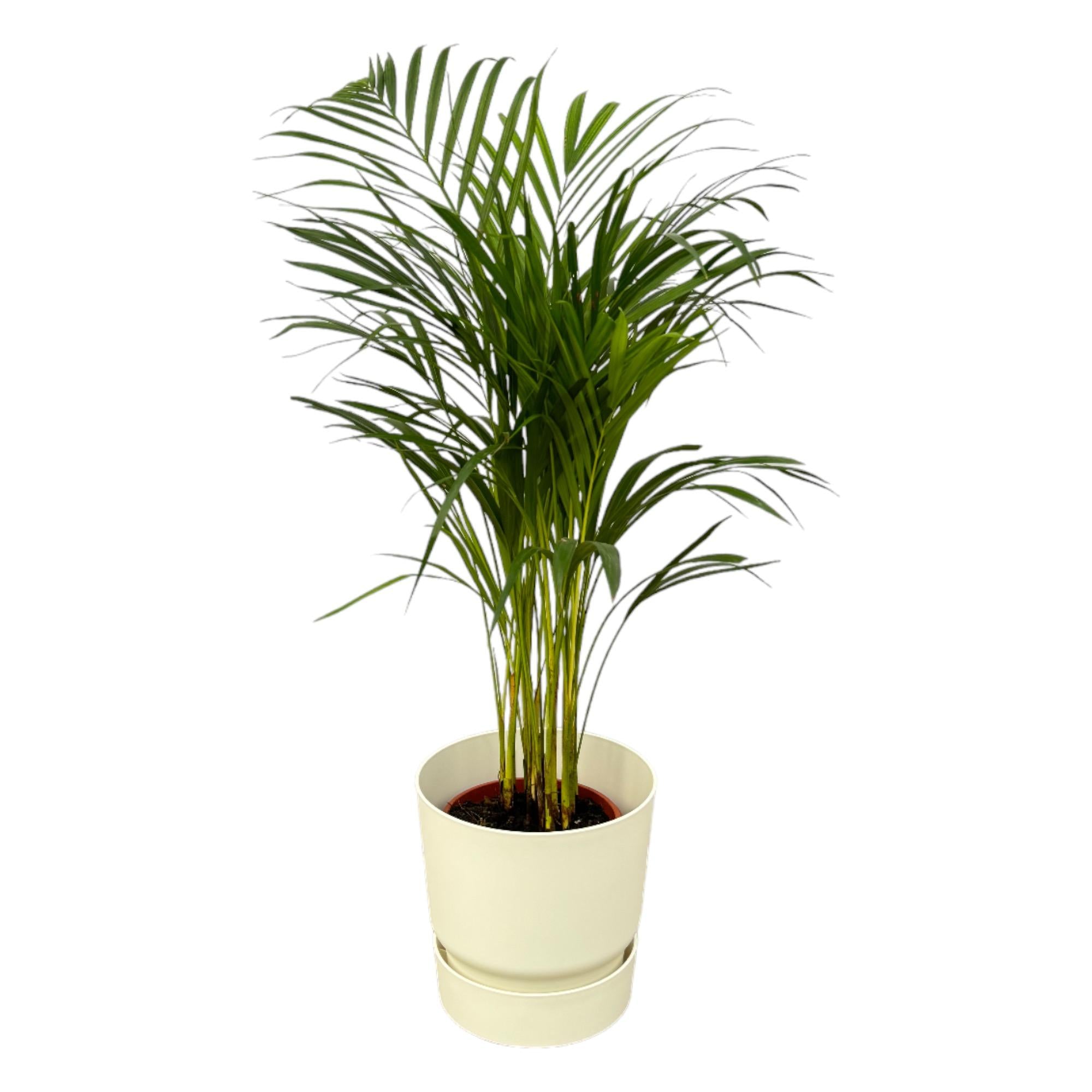 Areca Palm Ø 19 H 85 cm Inclusief Elho Greenville Round Wit Ø 24 H 23 cm
