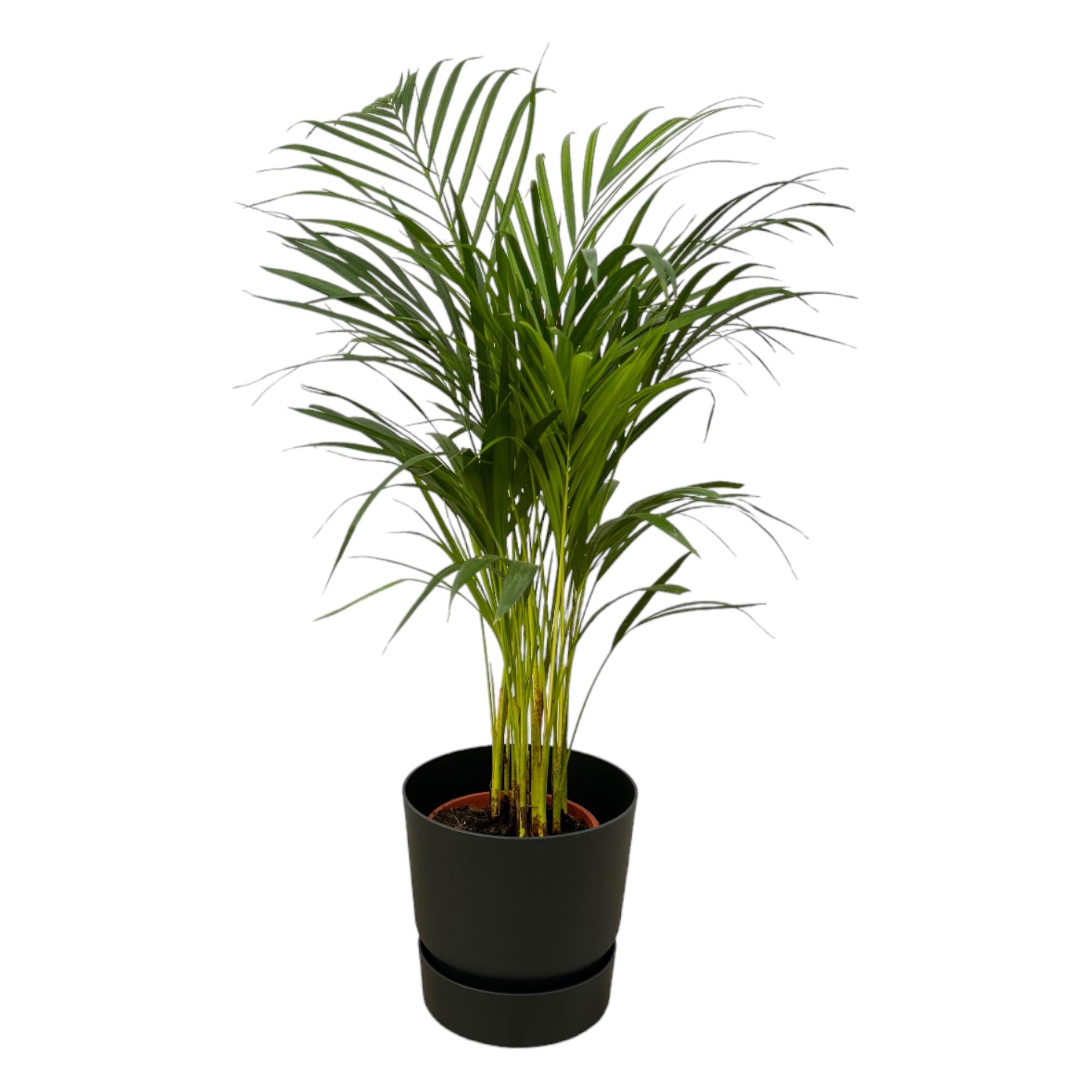 Areca Palm Ø 19 H 85 cm Inclusief Elho Greenville Round Zwart Ø 24 H 23 cm