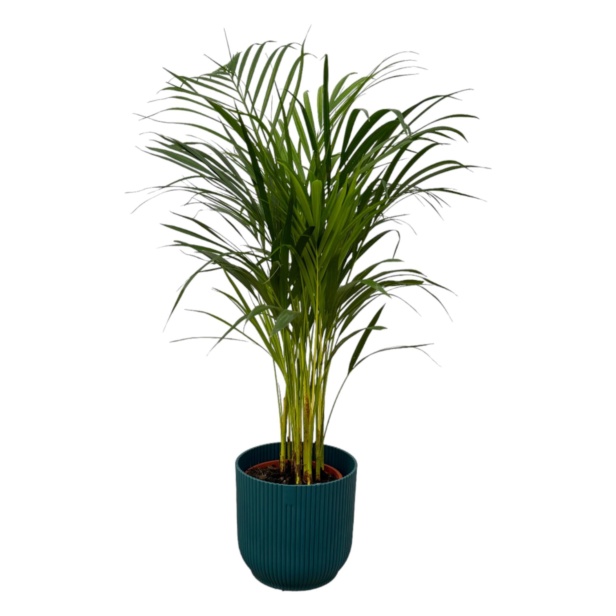 Areca Palm Ø 19 H 85 cm Inclusief Elho Vibes Fold Round Blauw Ø 22 H 20 cm