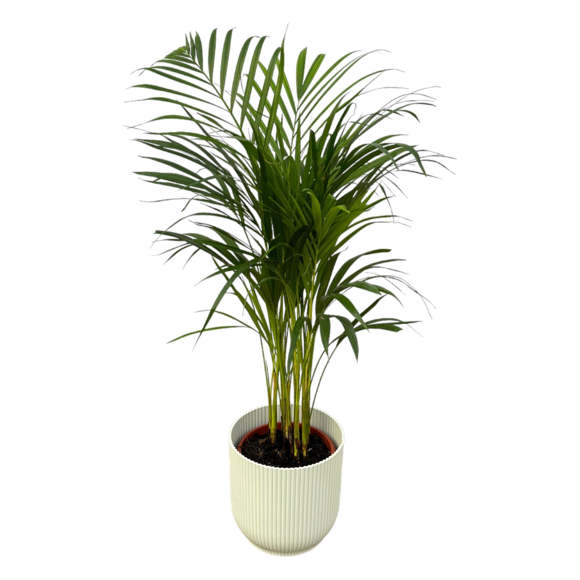 Areca Palm Ø 19 H 85 cm Inclusief Elho Vibes Fold Round Wit Ø 22 H 20 cm