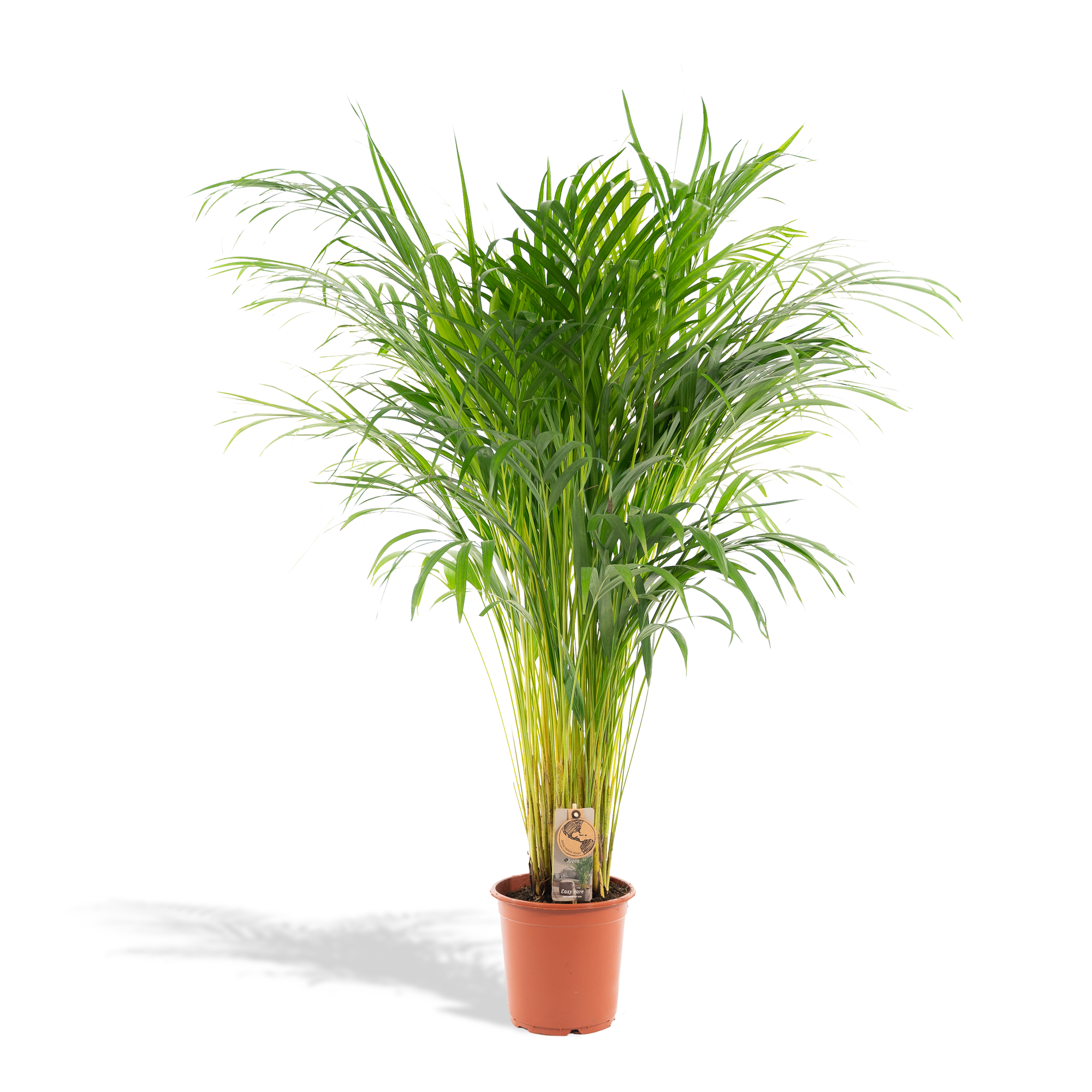 Areca Palm Ø 21 H 100 cm