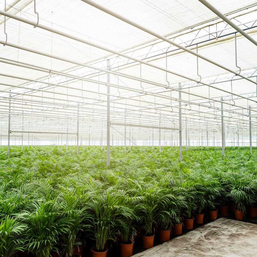 Areca Palm Ø 21 H 100 cm 11