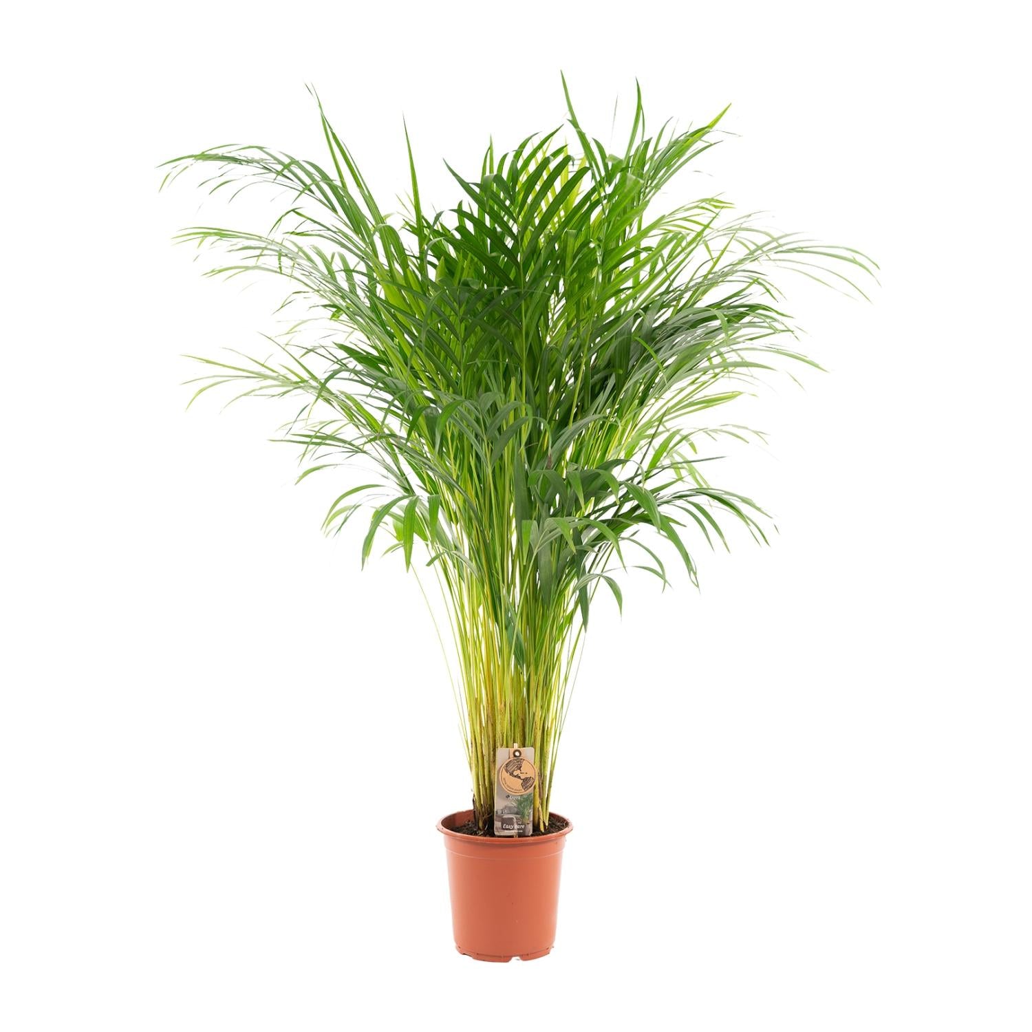 Areca Palm Ø 21 H 100 cm 2