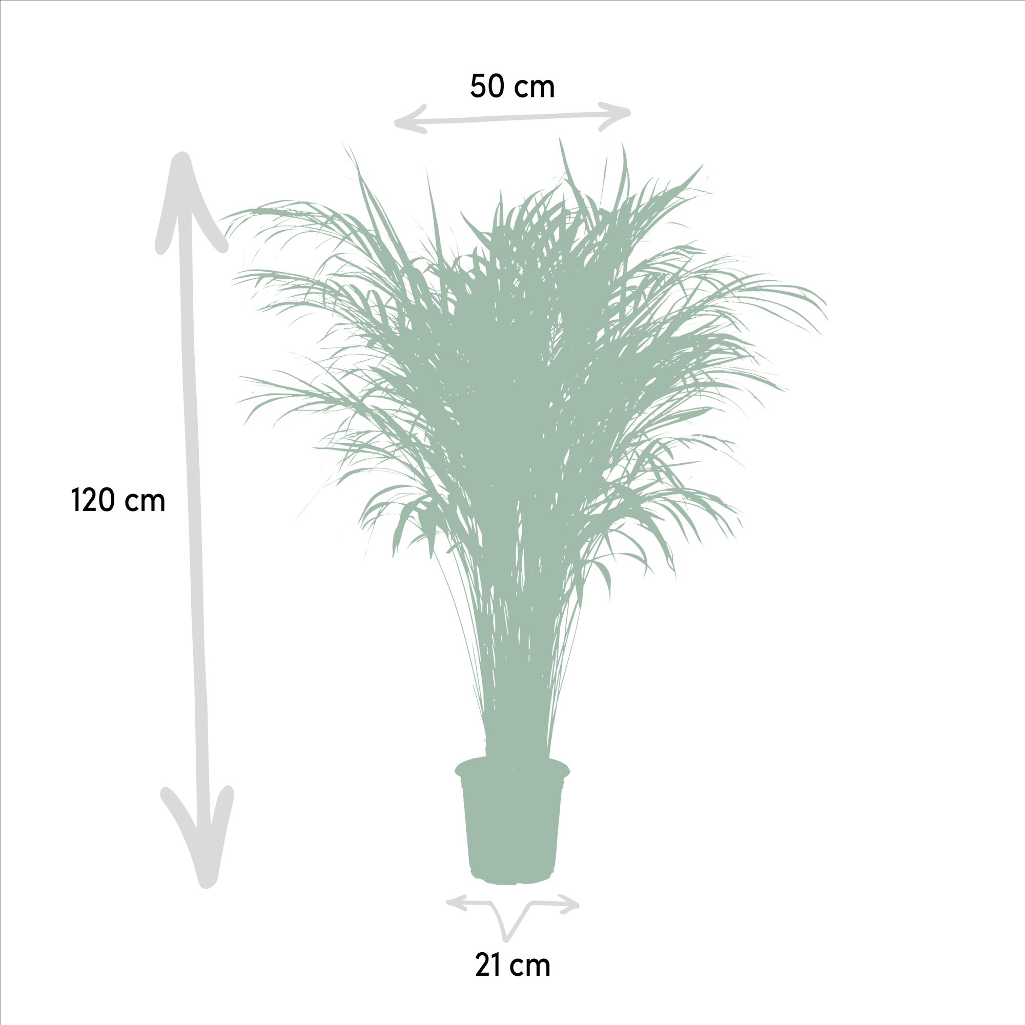 Areca Palm Ø 21 H 100 cm 3