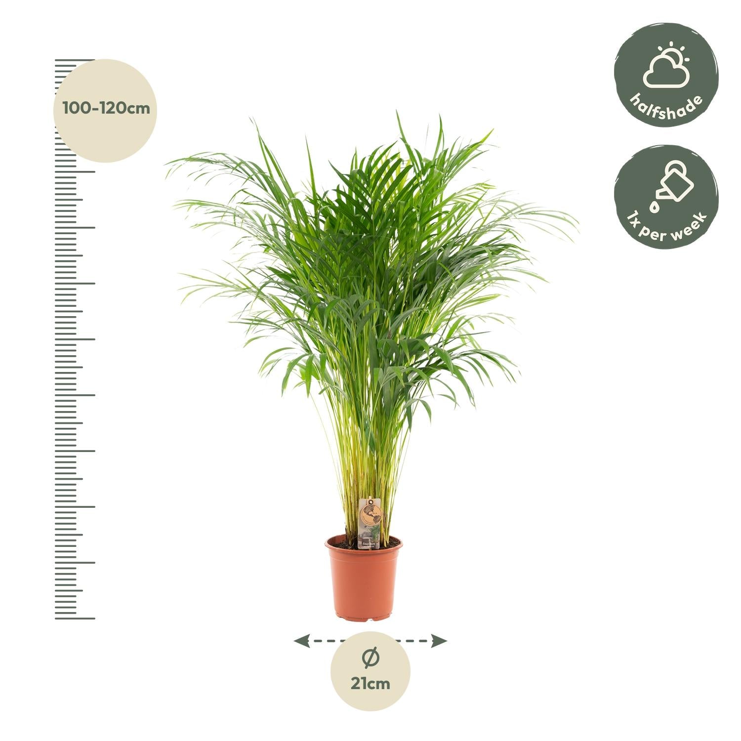 Areca Palm Ø 21 H 100 cm 4