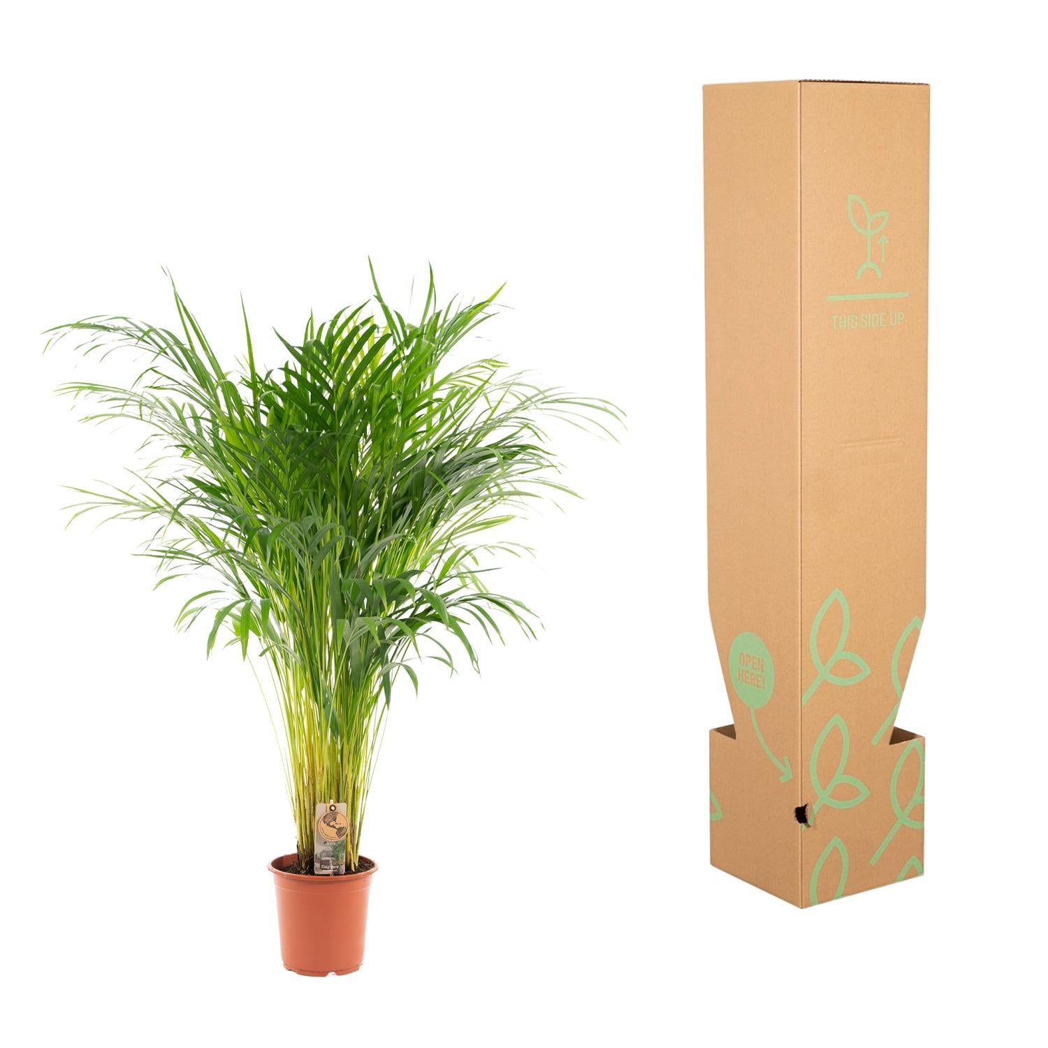 Areca Palm Ø 21 H 100 cm 6