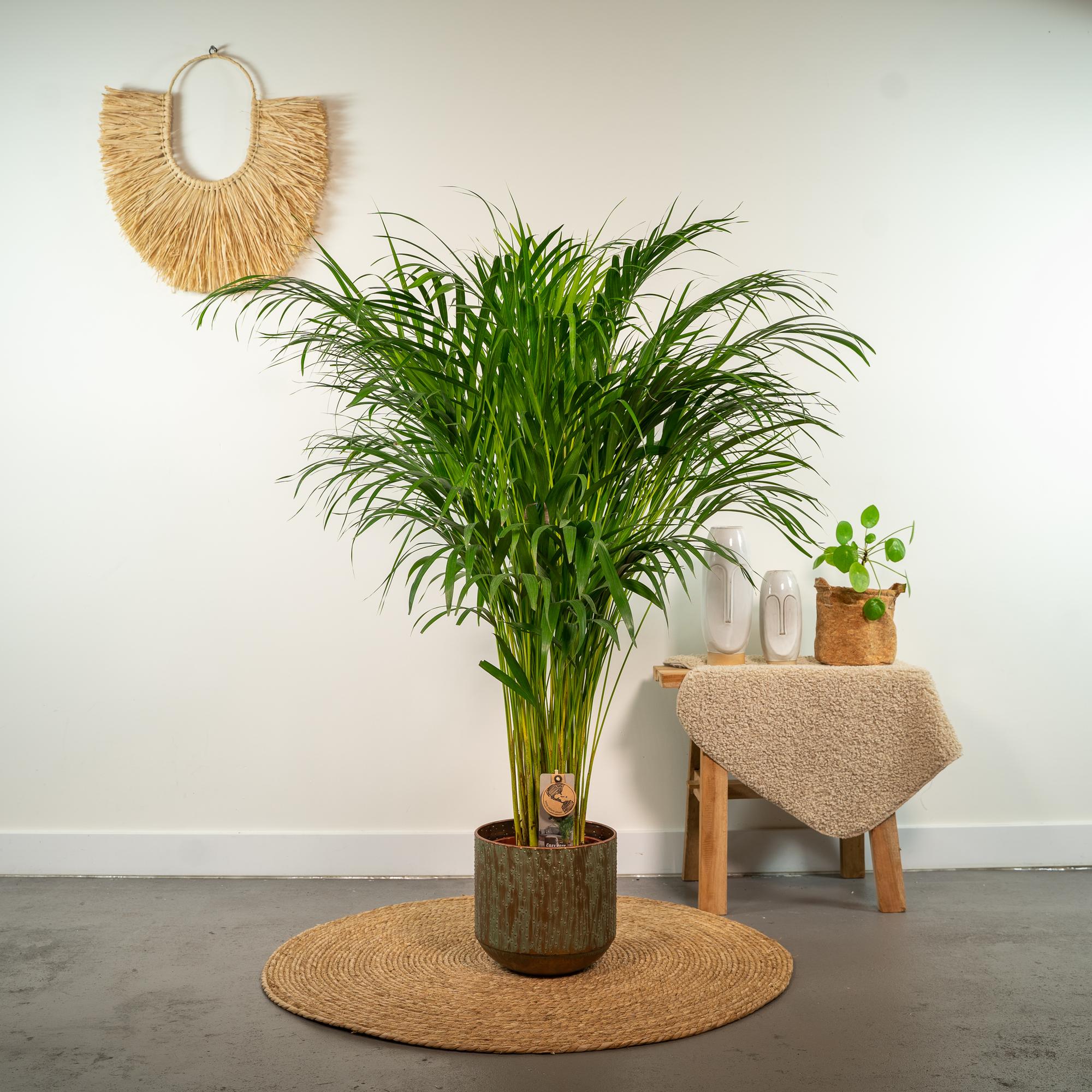 Areca Palm Ø 21 H 100 cm 7
