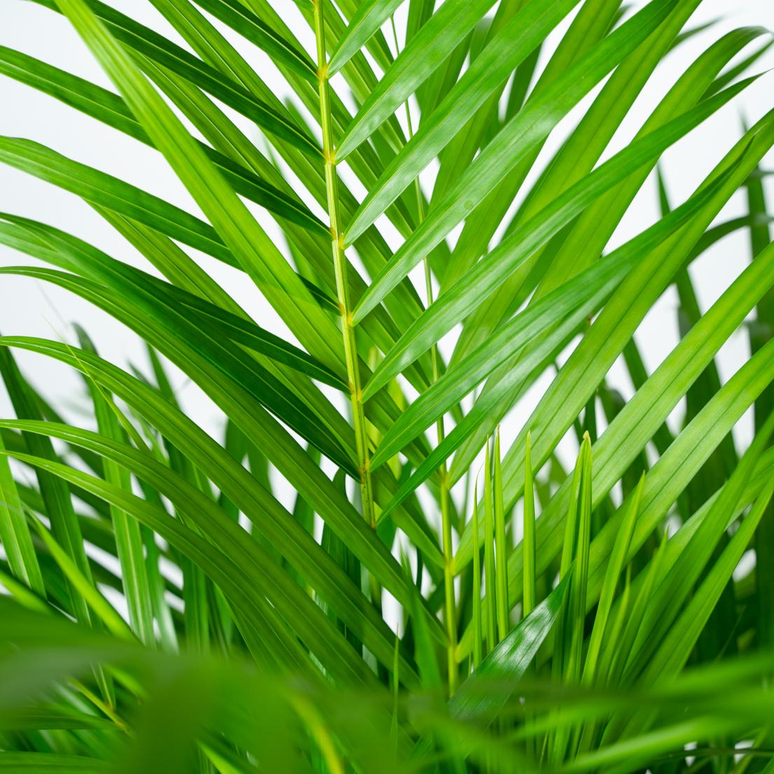 Areca Palm Ø 21 H 110 cm 10