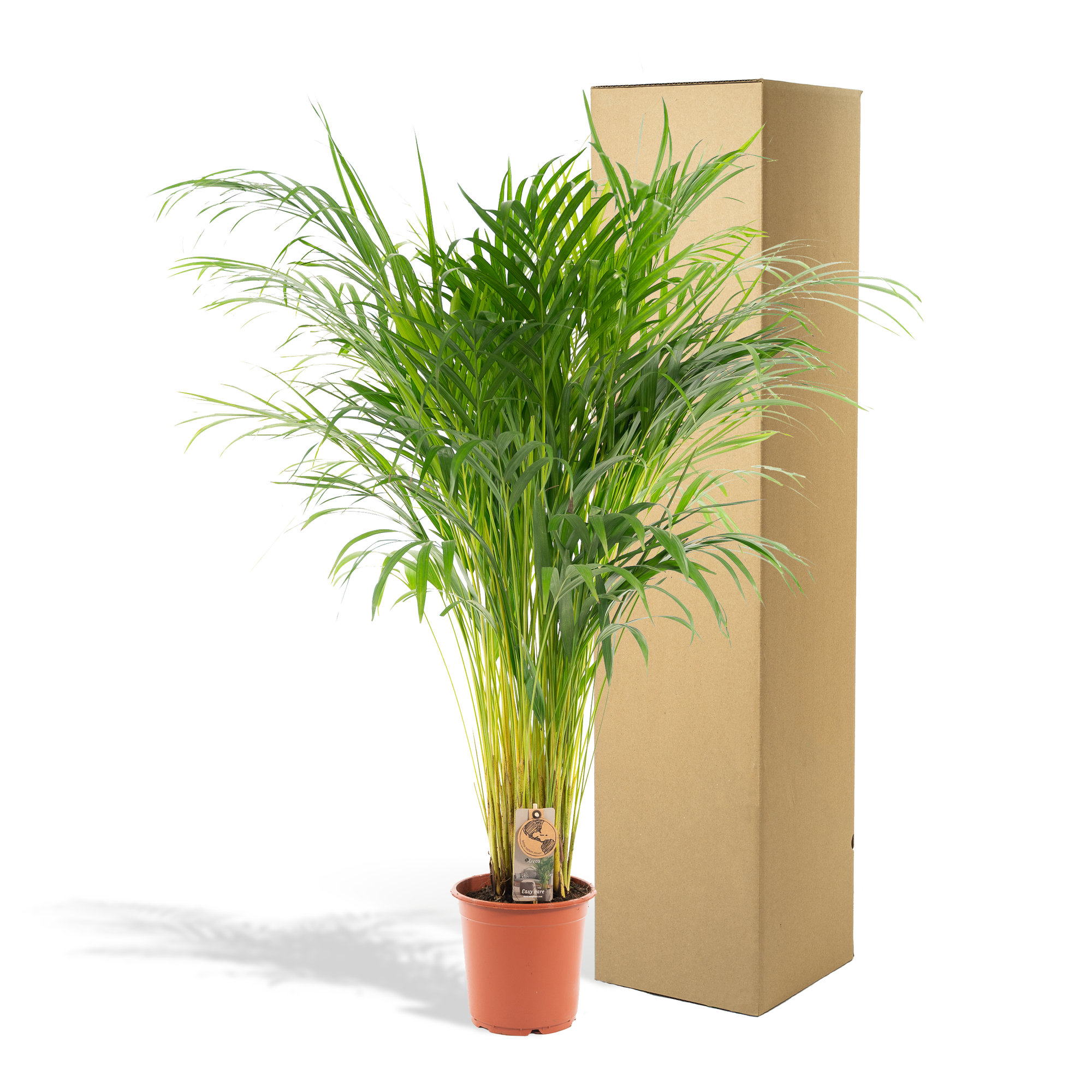 Areca Palm Ø 21 H 110 cm 5