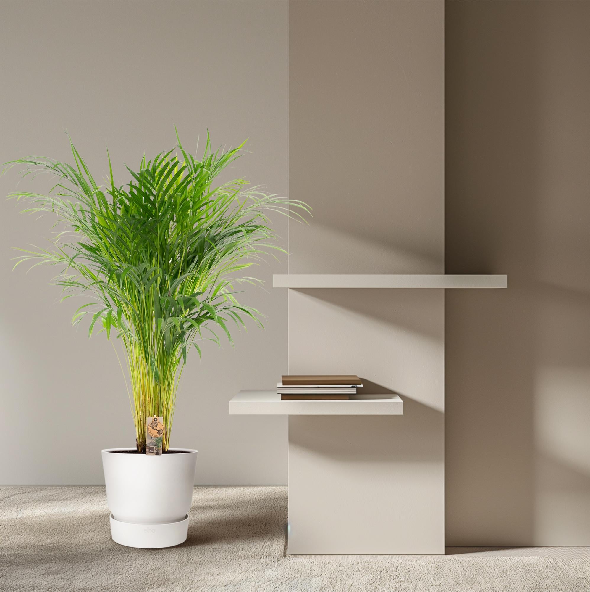 Areca Palm Ø 21 H 110 cm 8