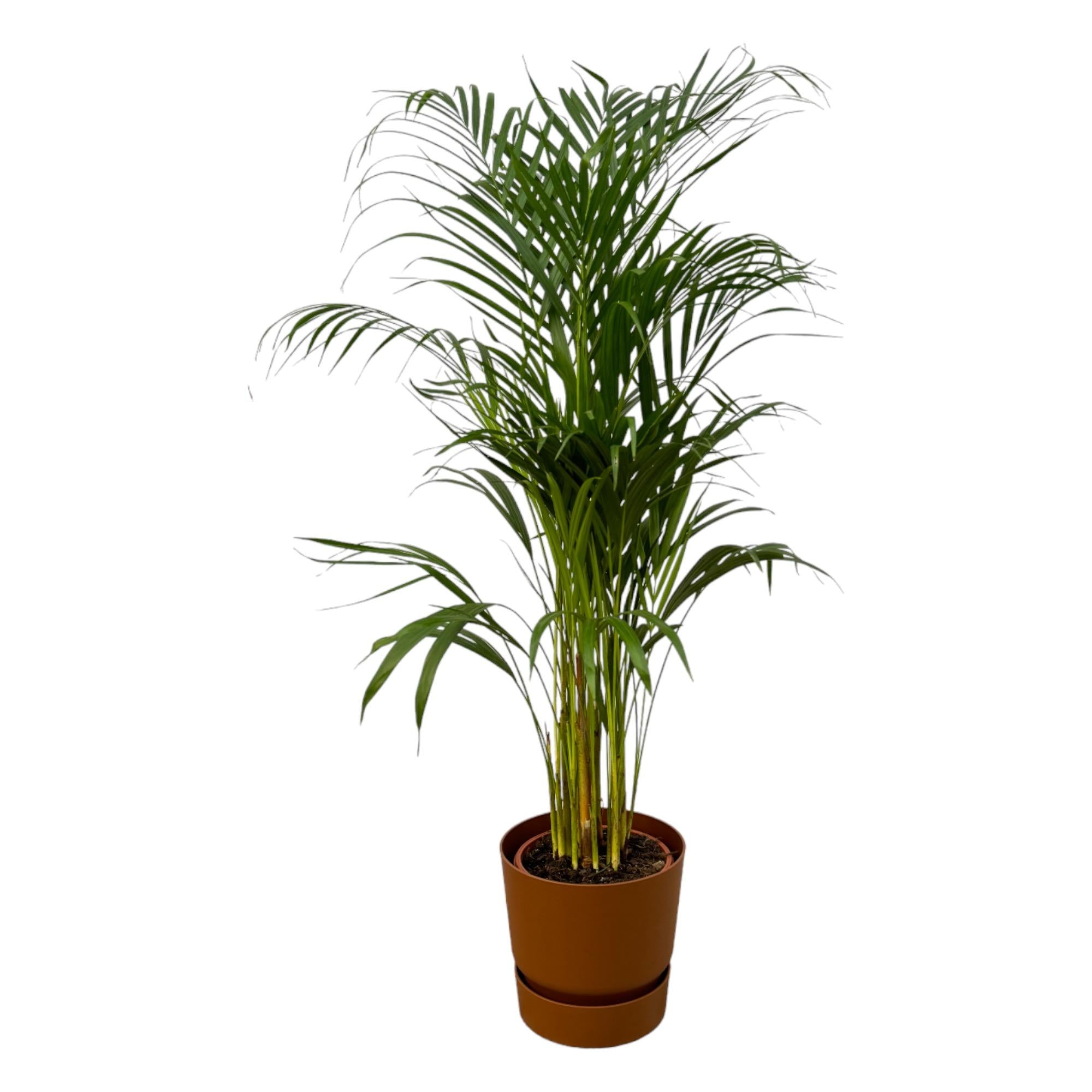 Areca Palm Ø 21 H 110 cm Inclusief Elho Greenville Round Bruin Ø 24 H 23 cm