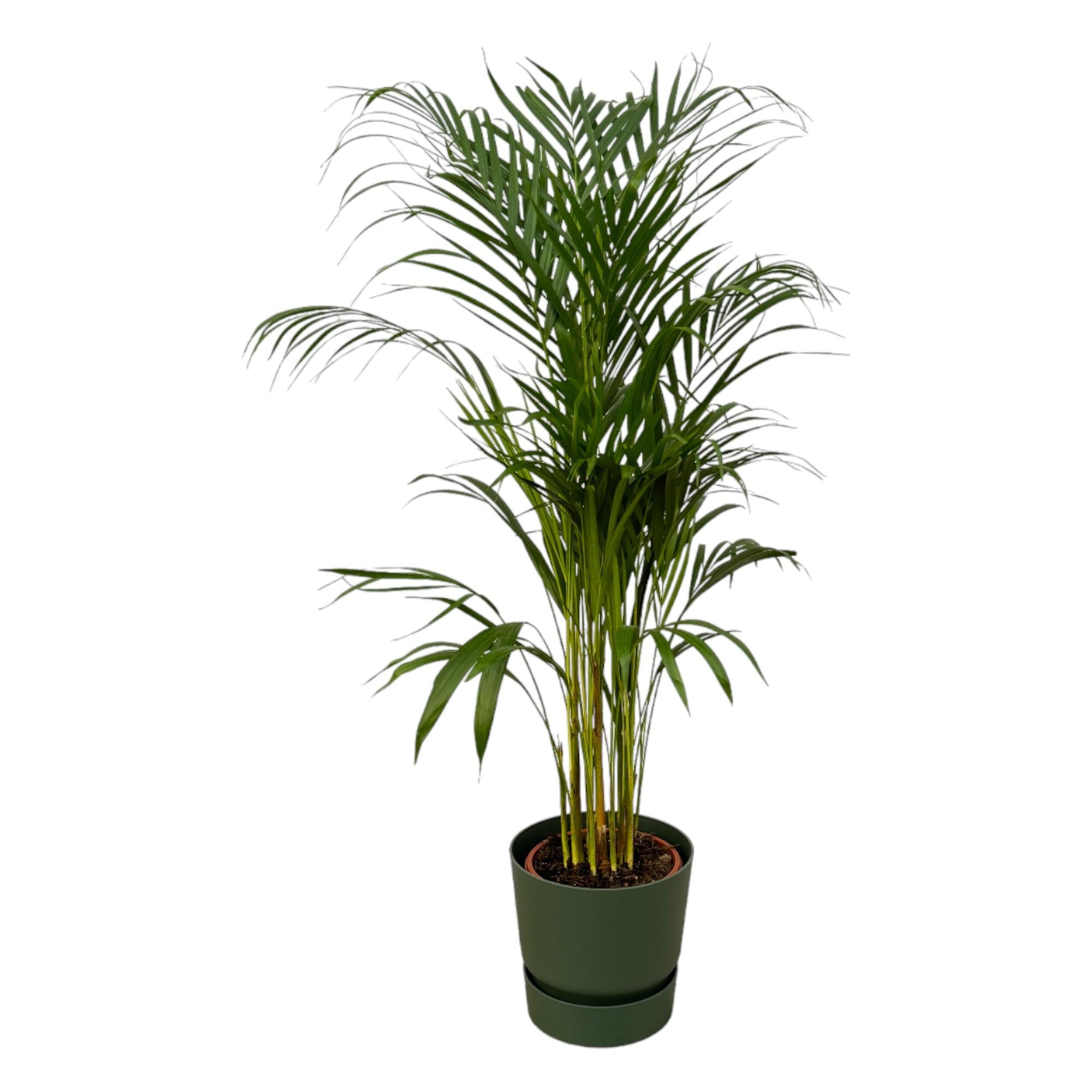 Areca Palm Ø 21 H 110 cm Inclusief Elho Greenville Round Groen Ø 24 H 23 cm