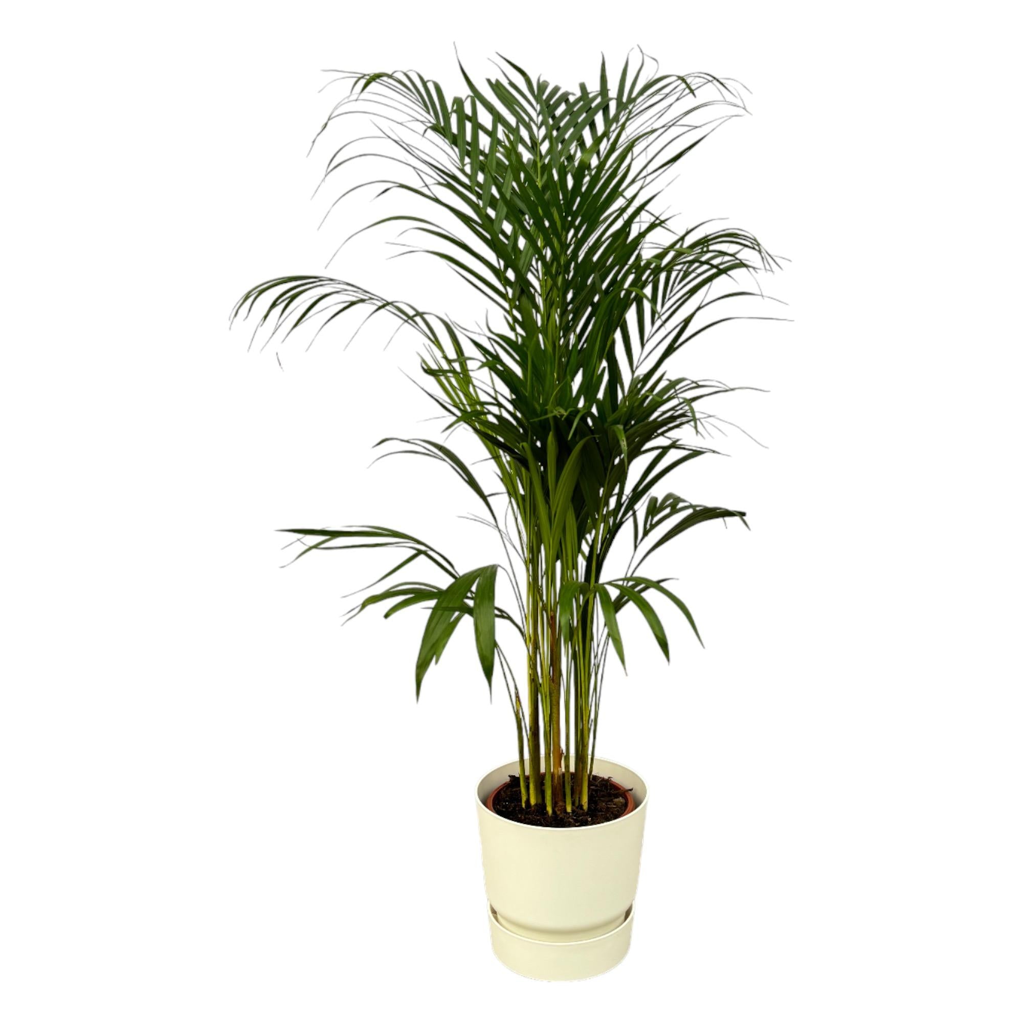 Areca Palm Ø 21 H 110 cm Inclusief Elho Greenville Round Wit Ø 24 H 23 cm