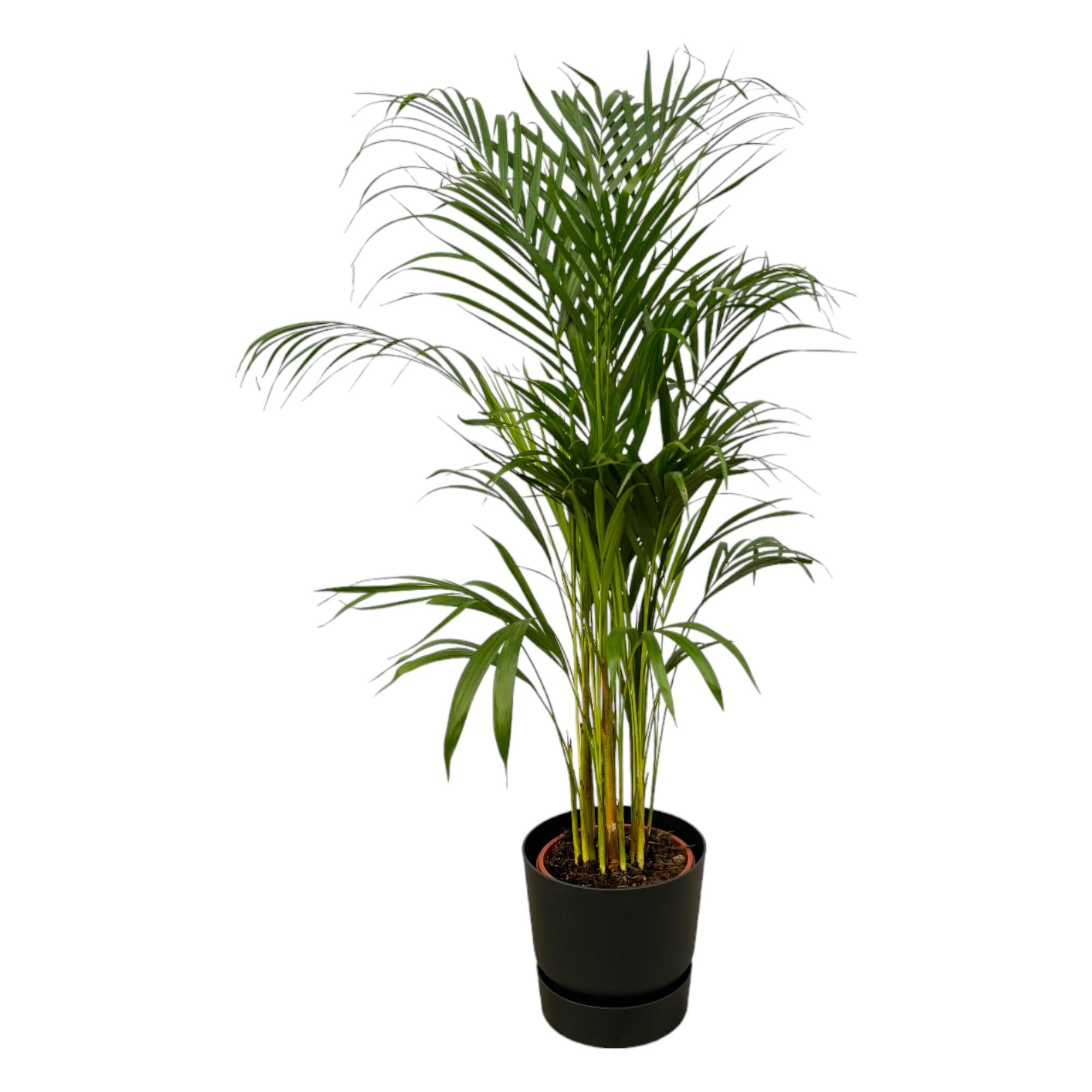 Areca Palm Ø 21 H 110 cm Inclusief Elho Greenville Round Zwart Ø 24 H 23 cm