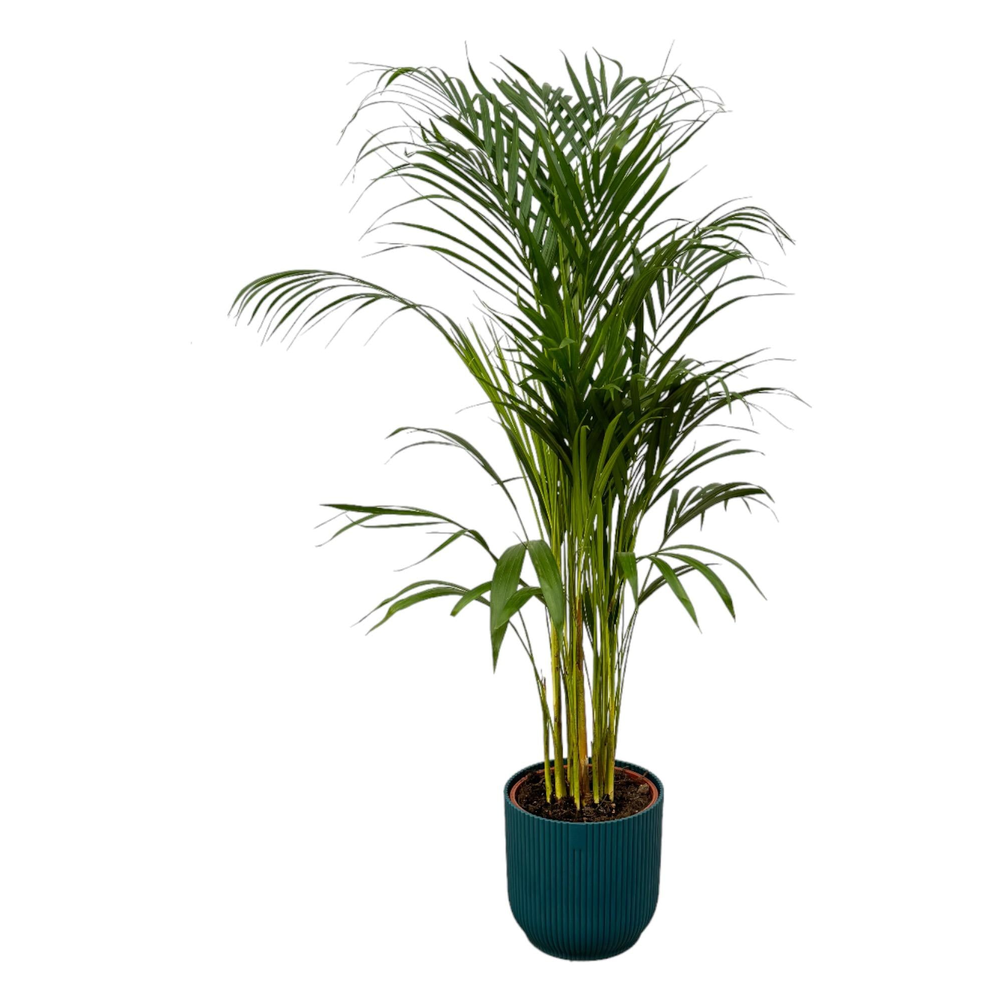 Areca Palm Ø 21 H 110 cm Inclusief Elho Vibes Fold Round Blauw Ø 22 H 20 cm