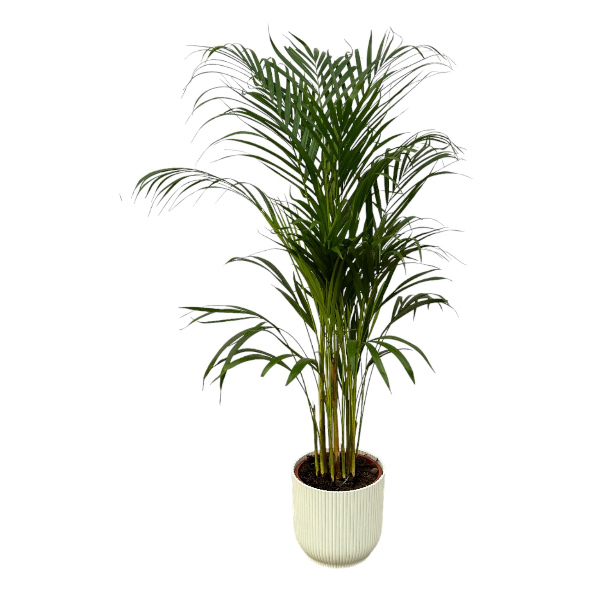Areca Palm Ø 21 H 110 cm Inclusief Elho Vibes Fold Round Wit Ø 22 H 20 cm
