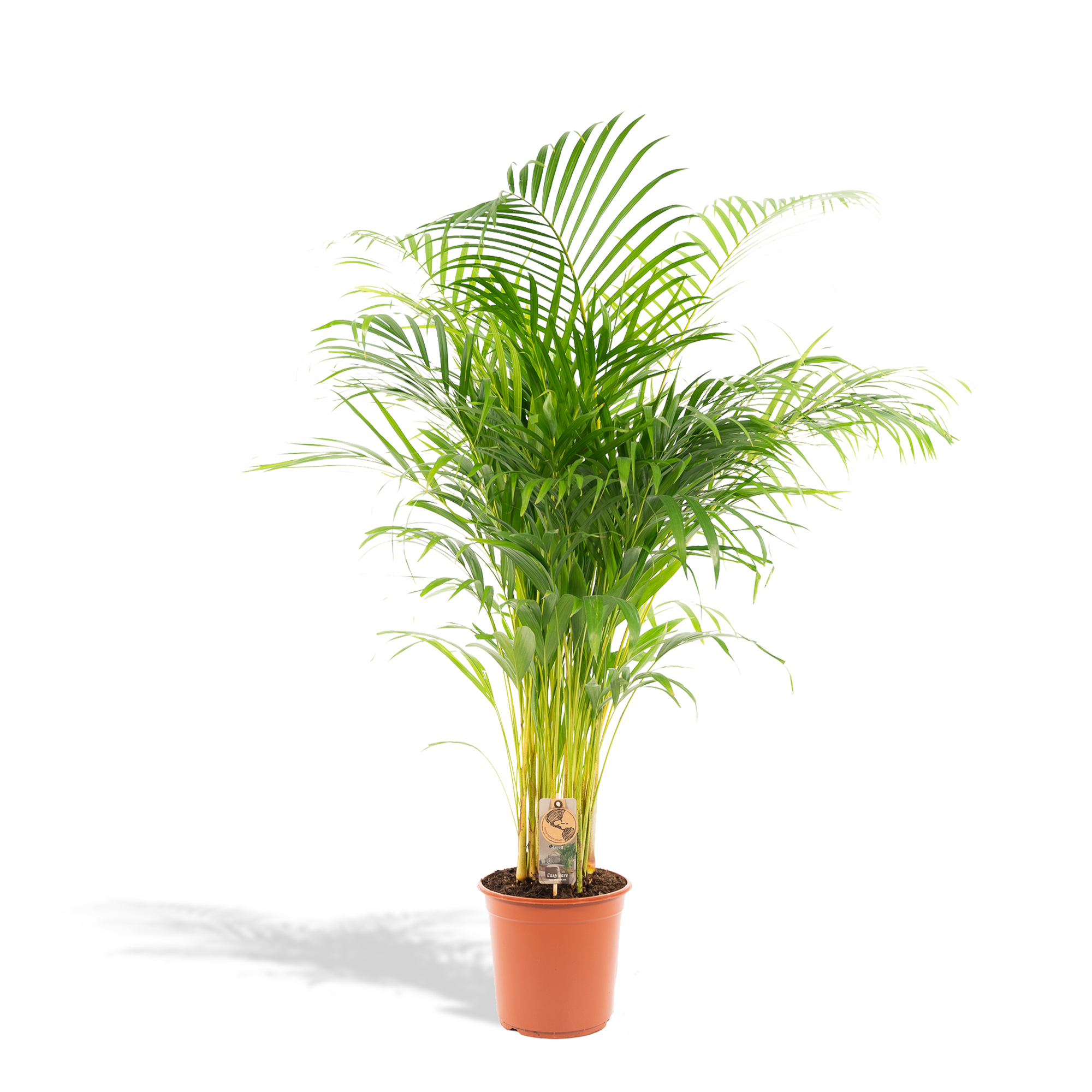 Areca Palm Ø 21 H 130 cm